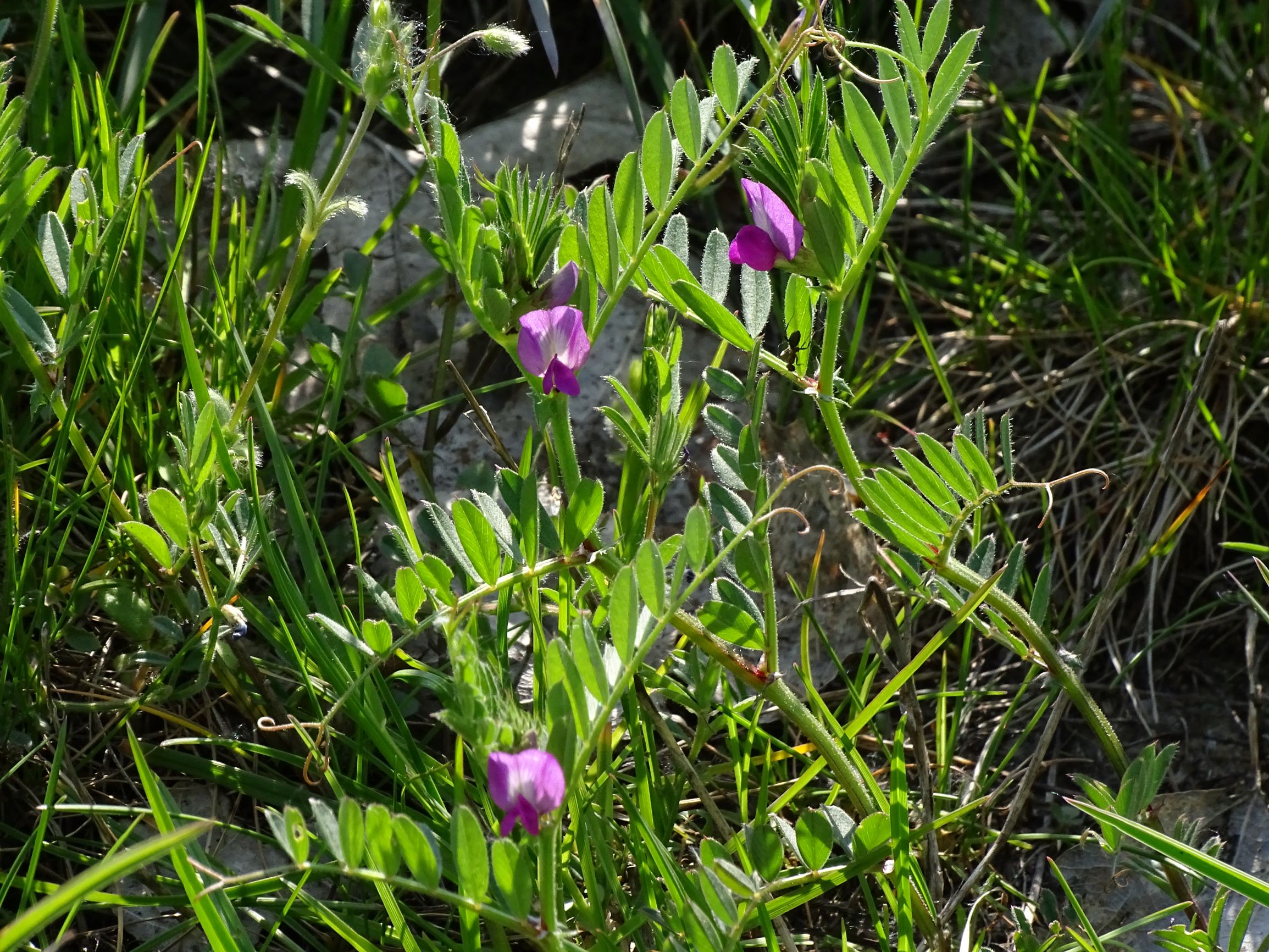 DSC06073 leithagebirge breitenbrunn, 2021-05-01, vicia angustifolia s.l., cerastium tenoreanum.JPG