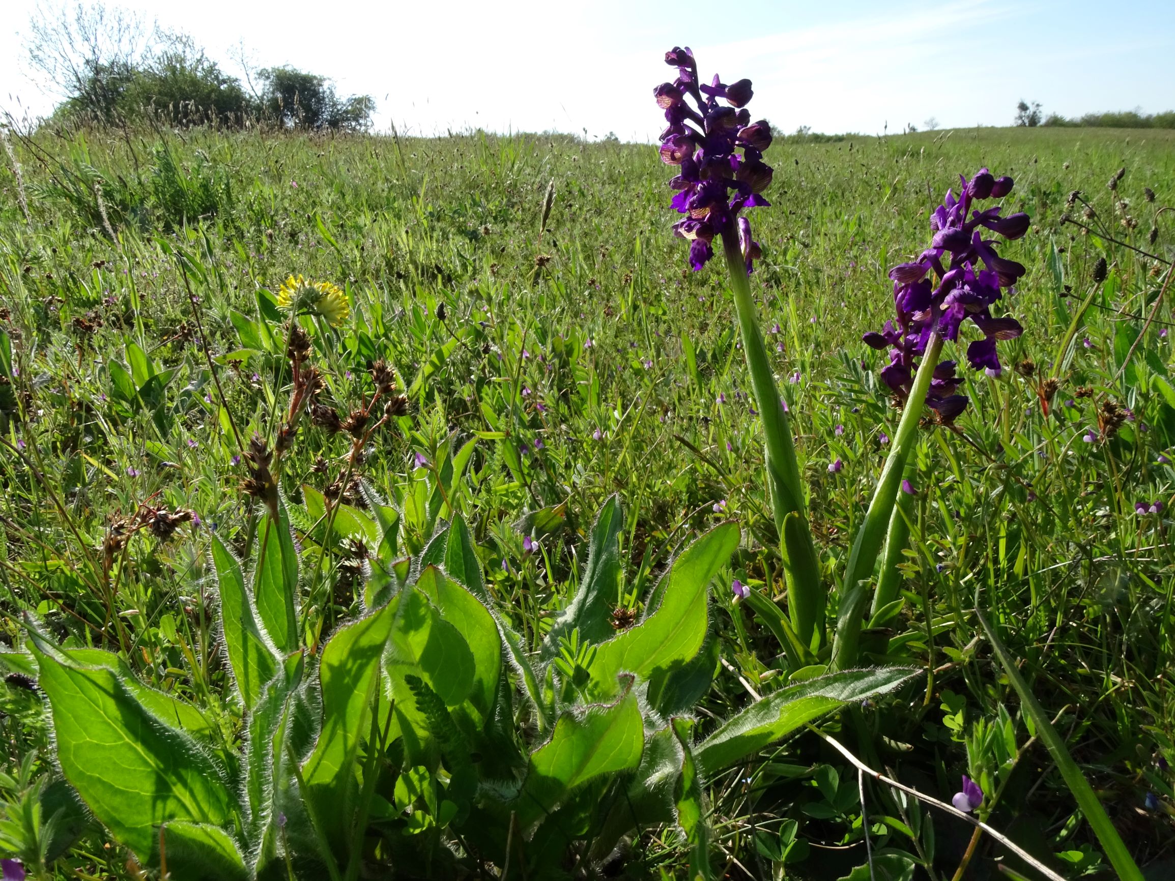 DSC06082 leithagebirge breitenbrunn, 2021-05-01, anacamptis morio, vicia lathyroides etc.JPG
