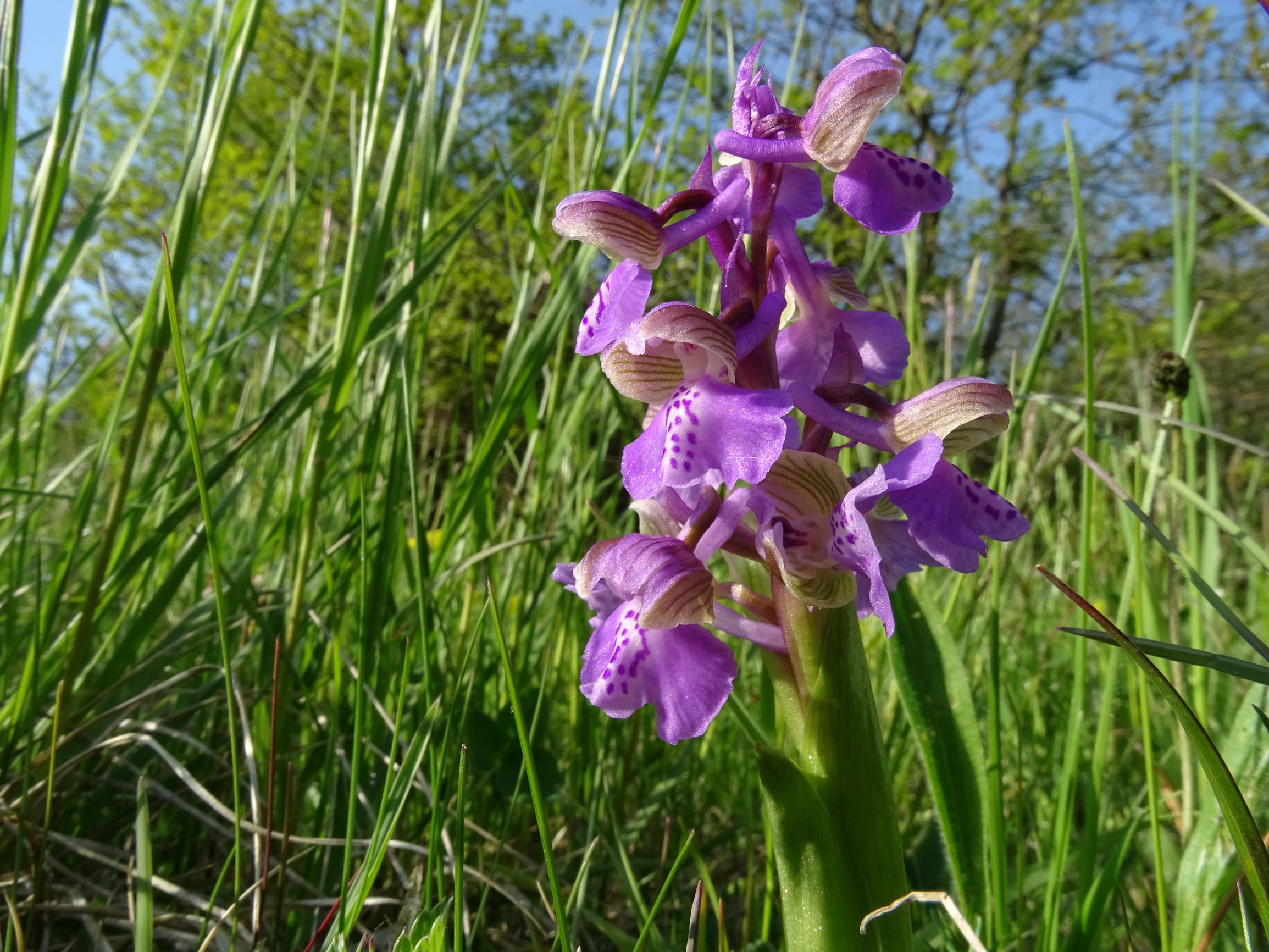 DSC06103 leithagebirge breitenbrunn, 2021-05-01, anacamptis morio.JPG