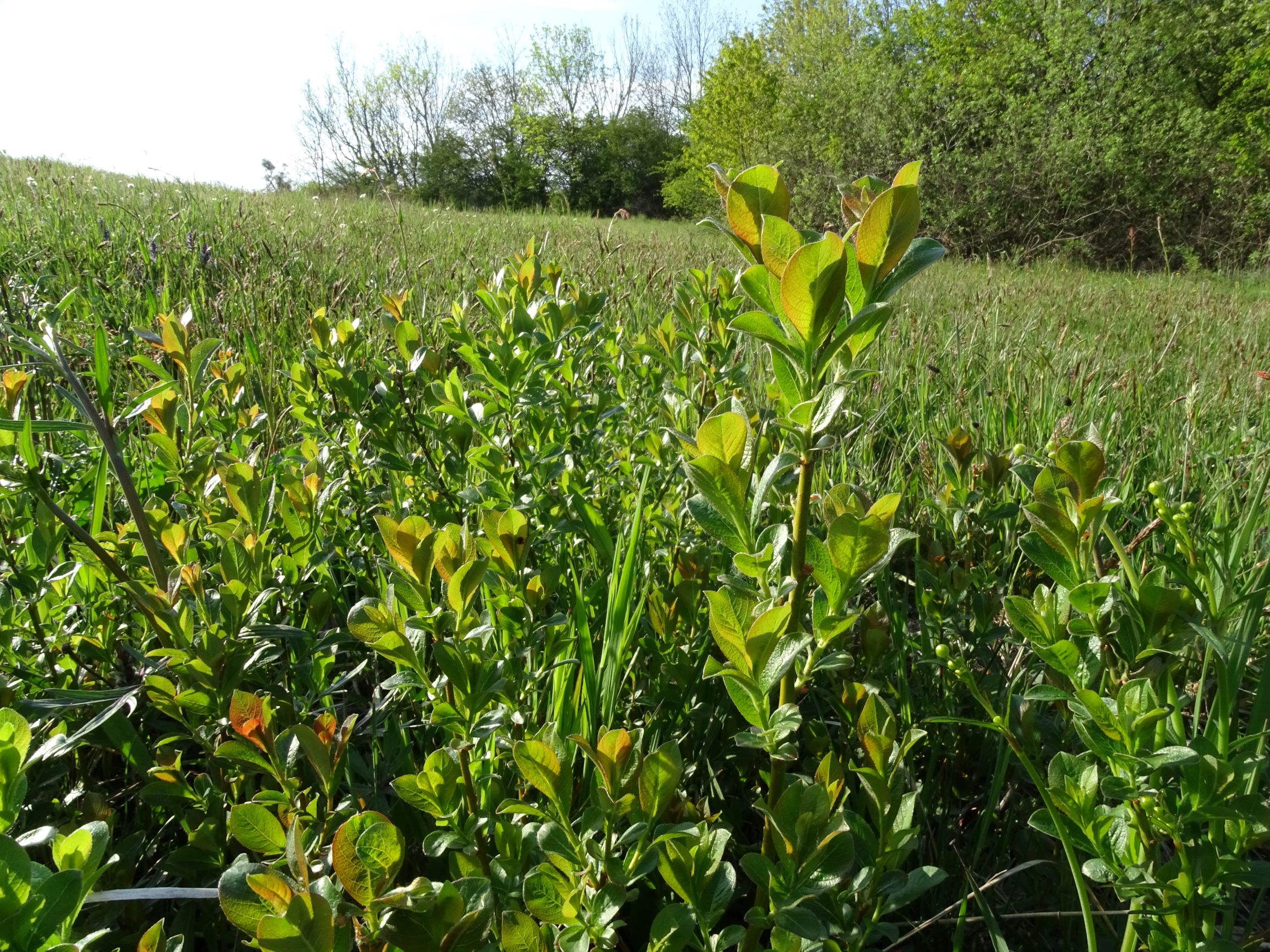 DSC06112 leithagebirge breitenbrunn, 2021-05-01, salix sp.JPG