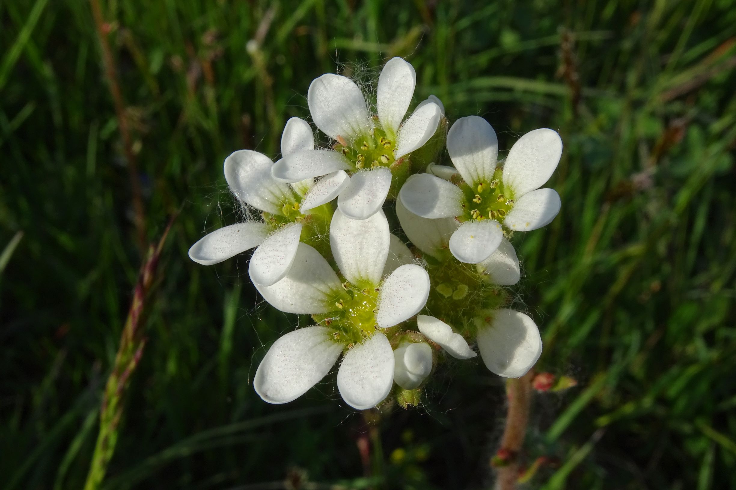 DSC06116 leithagebirge breitenbrunn, 2021-05-01, saxifraga bulbifera.JPG