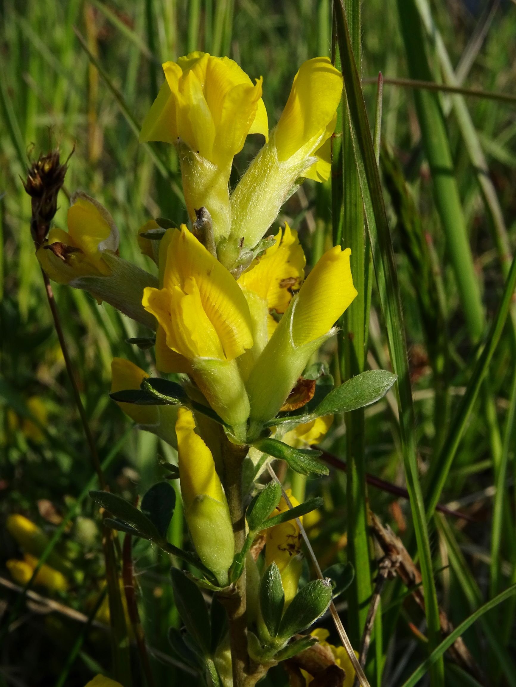 DSC06167 leithagebirge breitenbrunn, 2021-05-01, chamaecytisus ratisbonensis.JPG