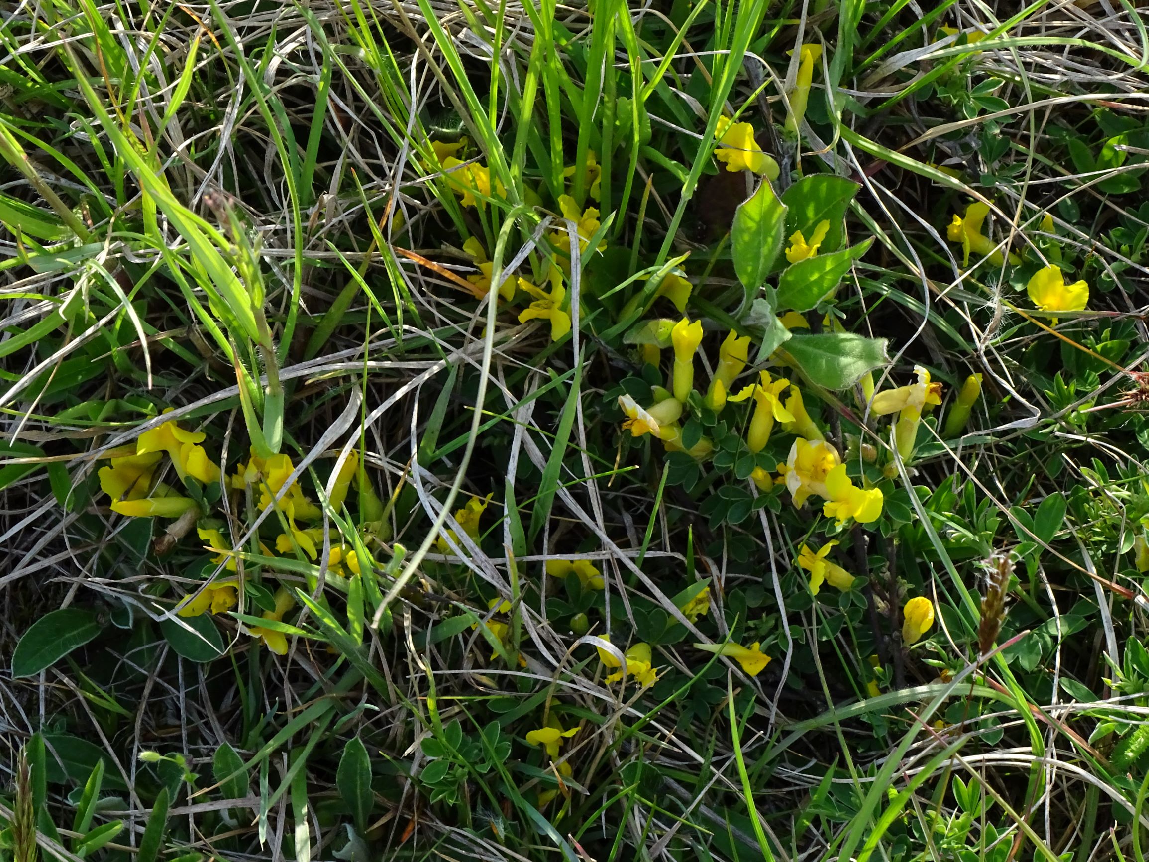 DSC06164 leithagebirge breitenbrunn, 2021-05-01, chamaecytisus ratisbonensis.JPG