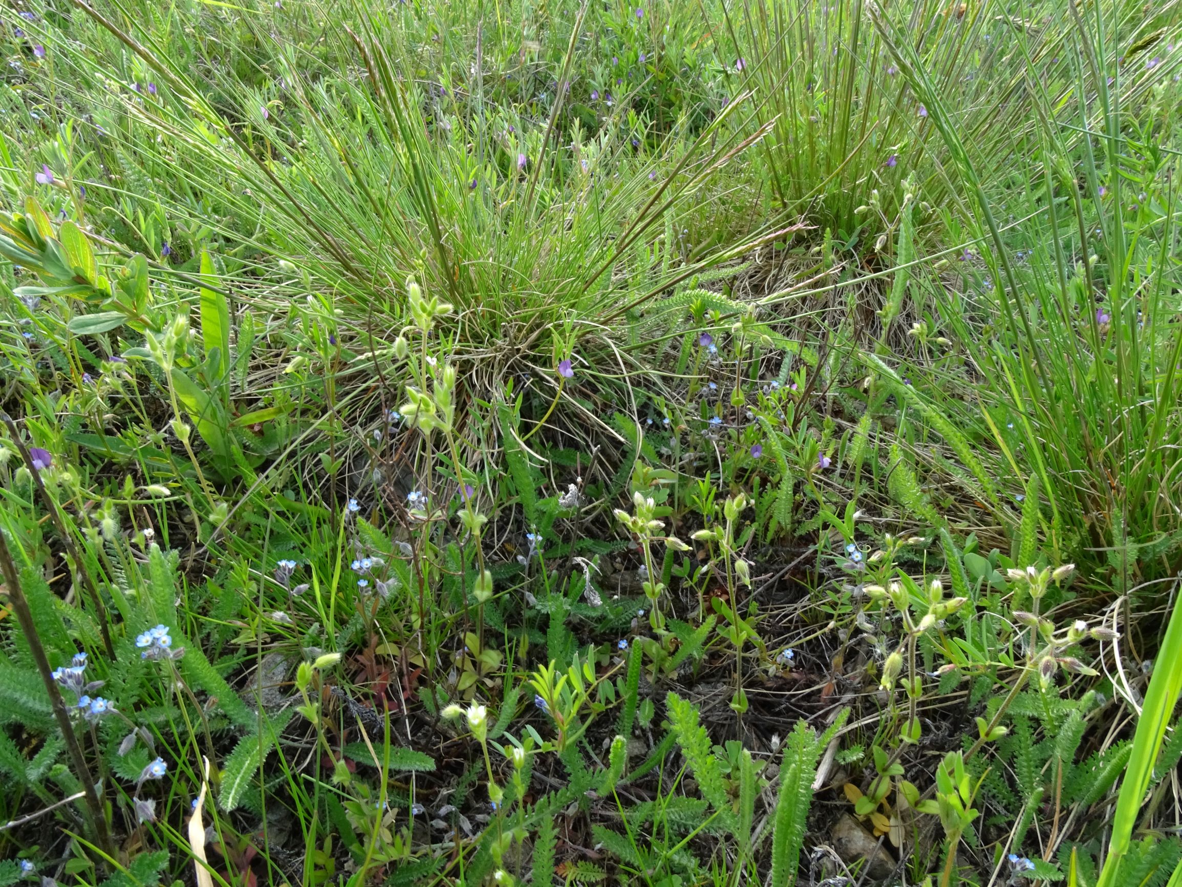 DSC06217 leithagebirge breitenbrunn, 2021-05-01, lückiger festuca cf. rupicola-rasen mit winterannuellenflur.JPG