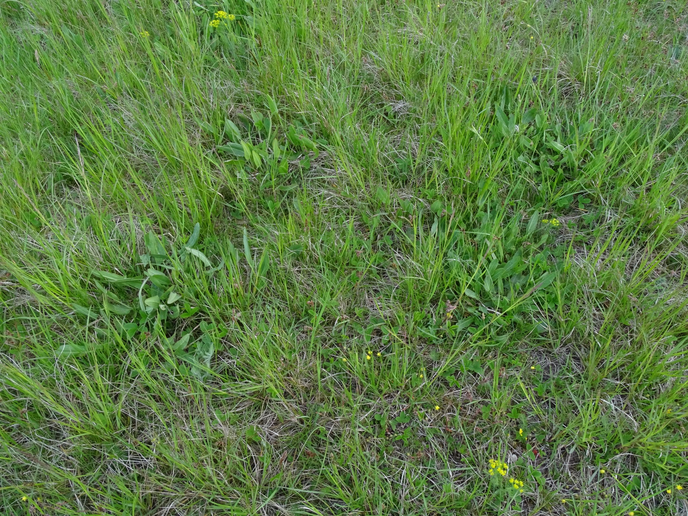 DSC06251 leithagebirge breitenbrunn, 2021-05-01, rumex cf. thyrsiflorus etc.JPG