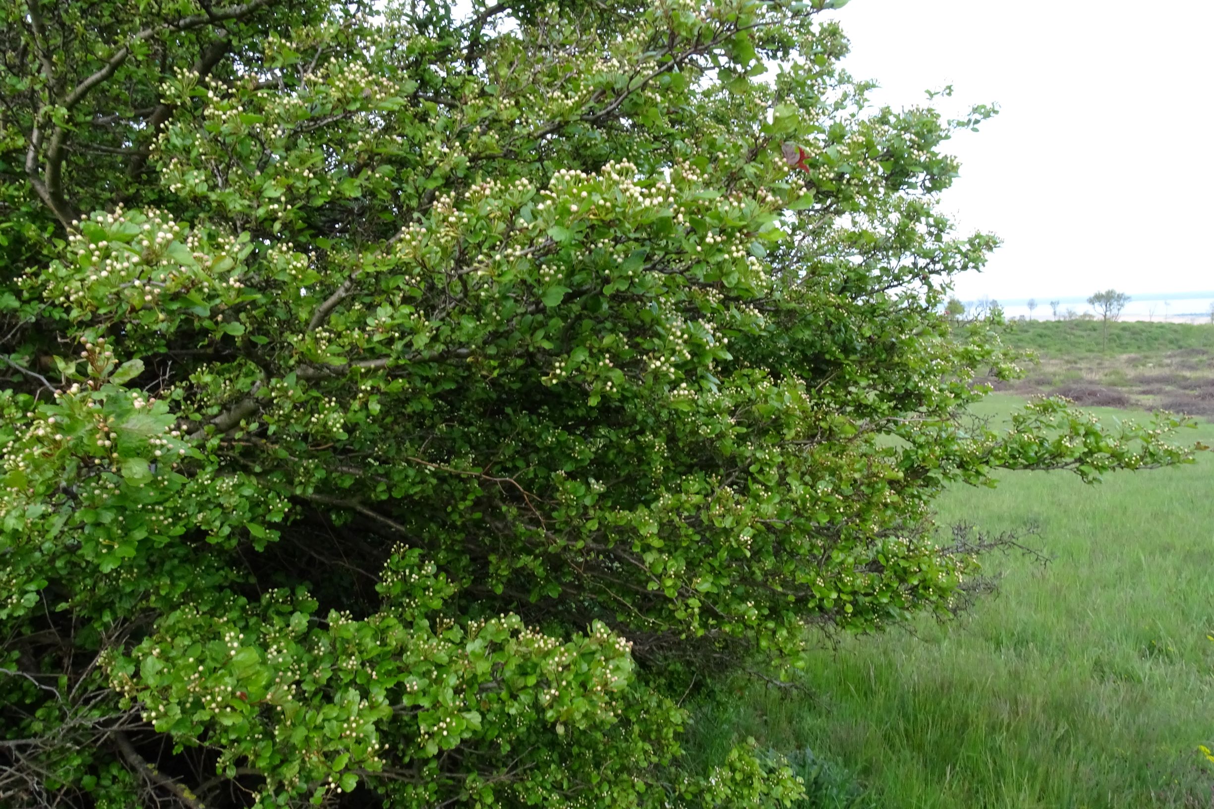 DSC06274 leithagebirge breitenbrunn, 2021-05-01, crataegus laevigata.JPG