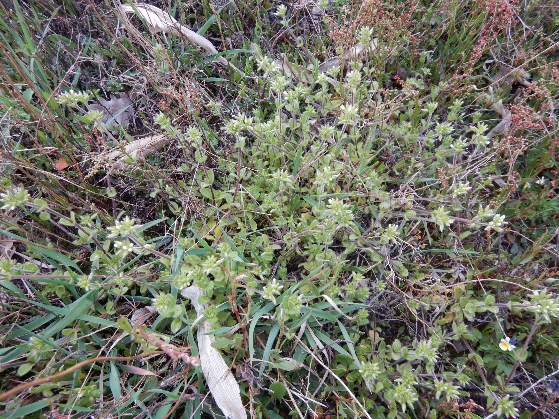 DSCN3119 leithagebirge breitenbrunn, 2021-05-01, cerastium glomeratum, rumex acetosella etc.JPG