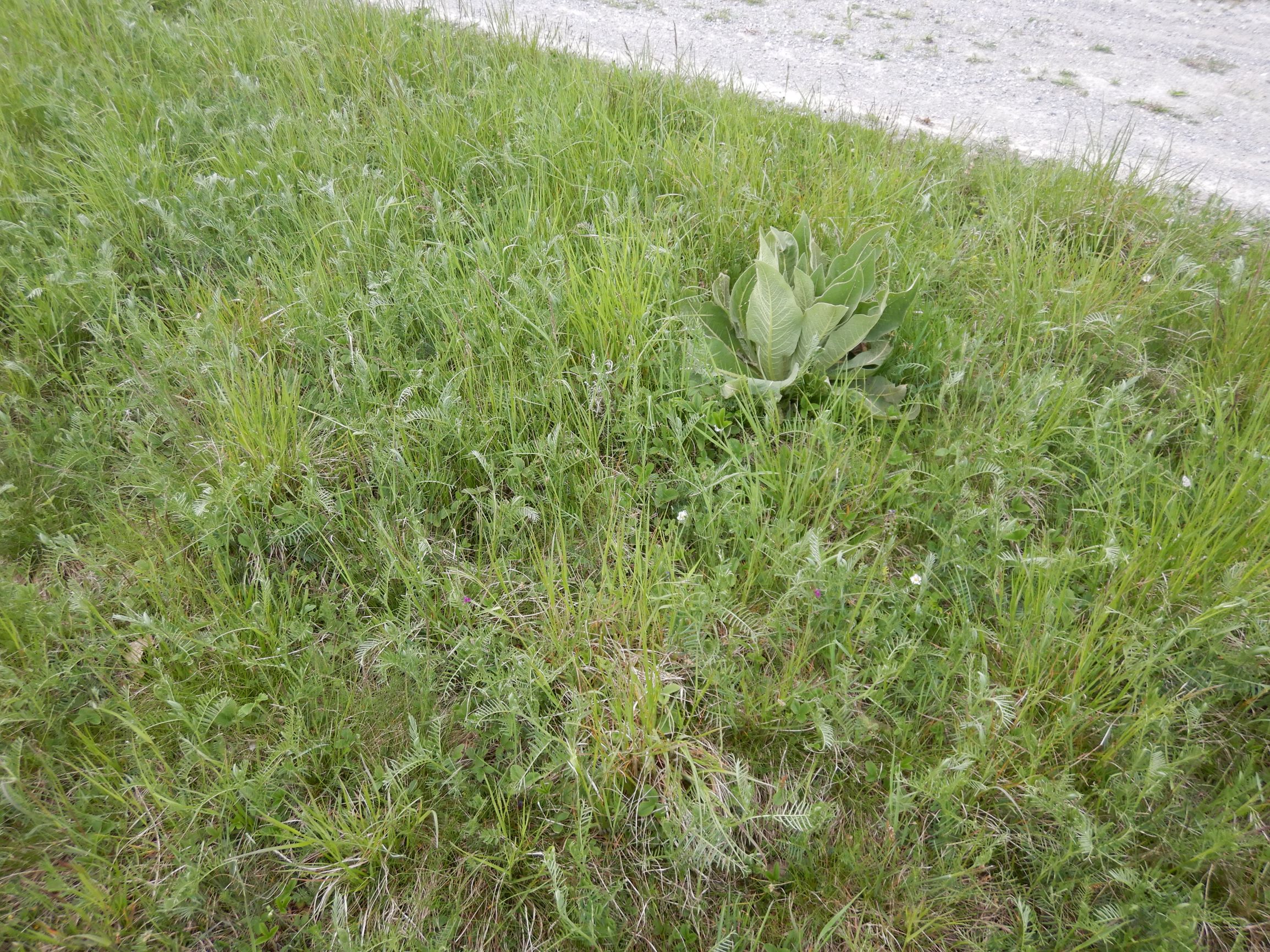 DSCN3123 leithagebirge breitenbrunn, 2021-05-01, vicia cf. tenuifolia, vicia angustifolia, verbascum speciosum etc.JPG