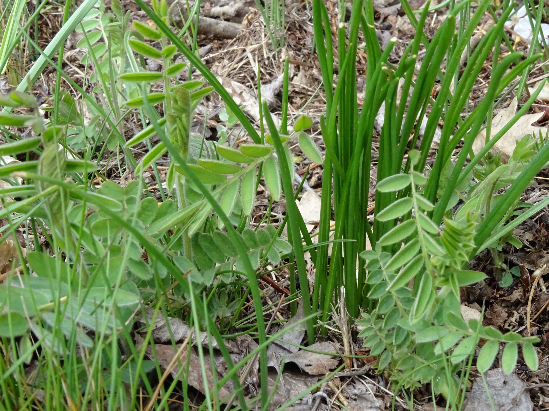 DSC03872 leithagebirge breitenbrunn, 2021-04-14, vicia cf. tenuifolia, ornithogalum sp.JPG
