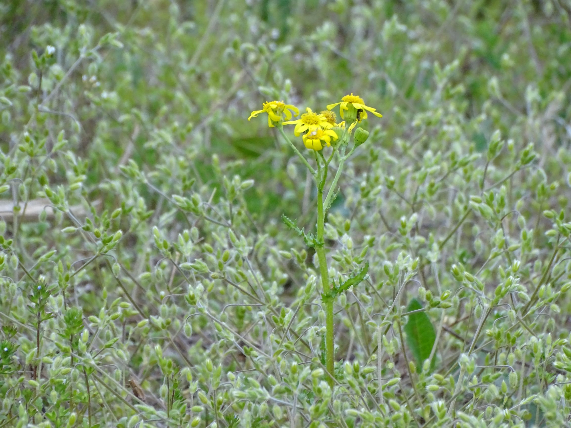 DSC06318 leithagebirge breitenbrunn, 2021-05-01, senecio vernalis, cerastium tenoreanum.JPG