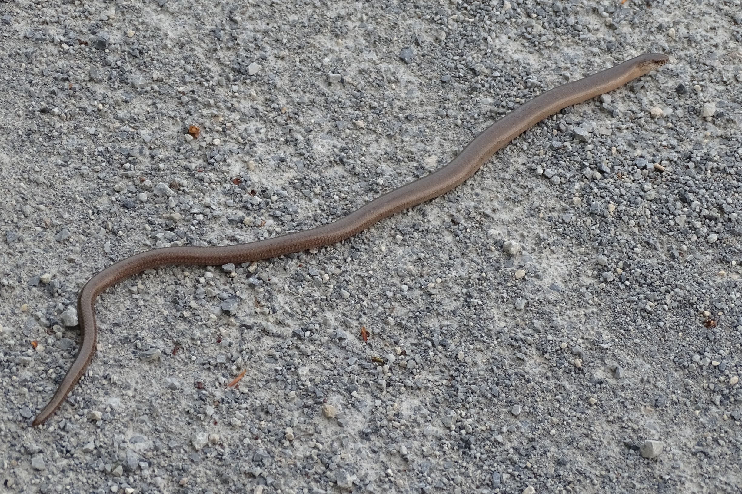 DSC06352 leithagebirge breitenbrunn, 2021-05-01, anguis fragilis in selbstmörderischer absicht.JPG