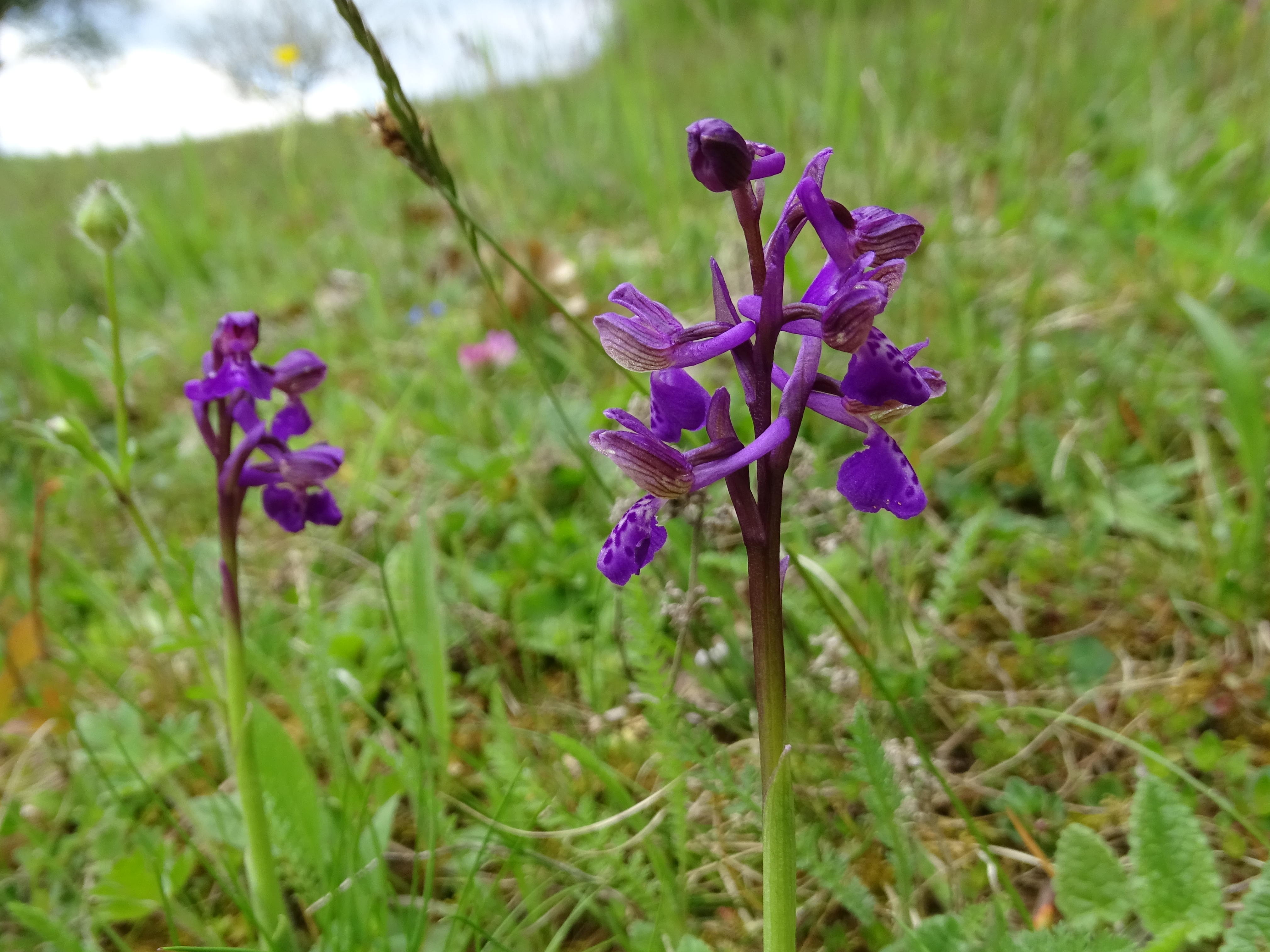 anacamptis morio3_bockkogel.JPG