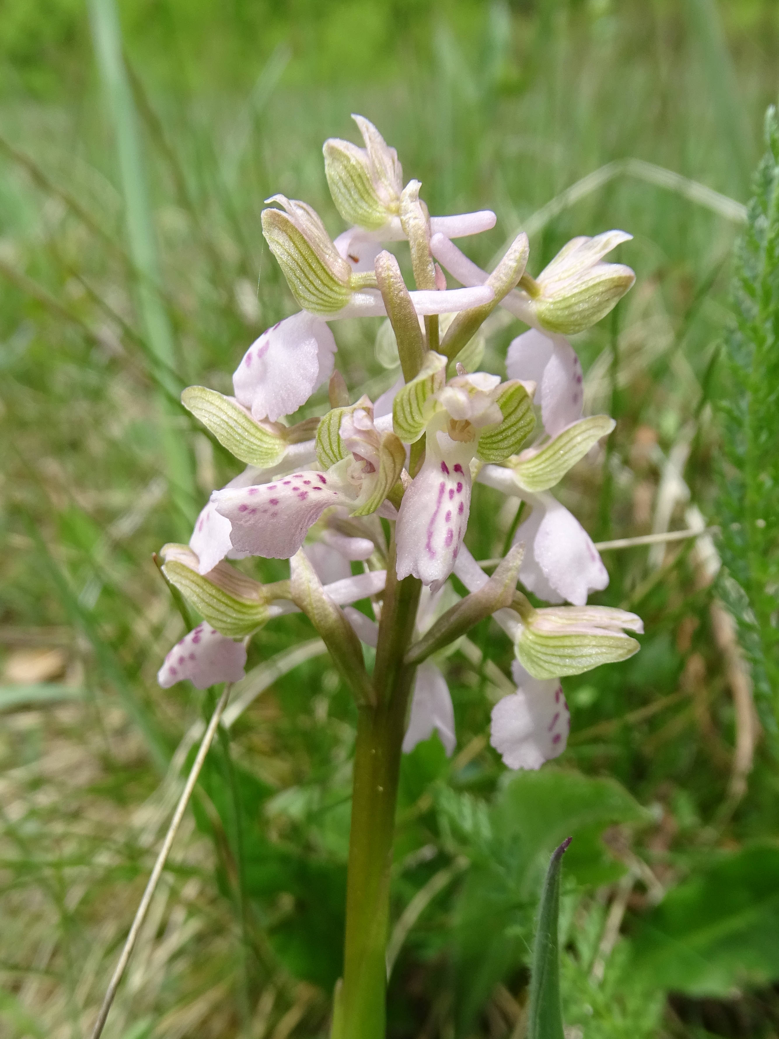 anacamptis morio2_bockkogel.JPG