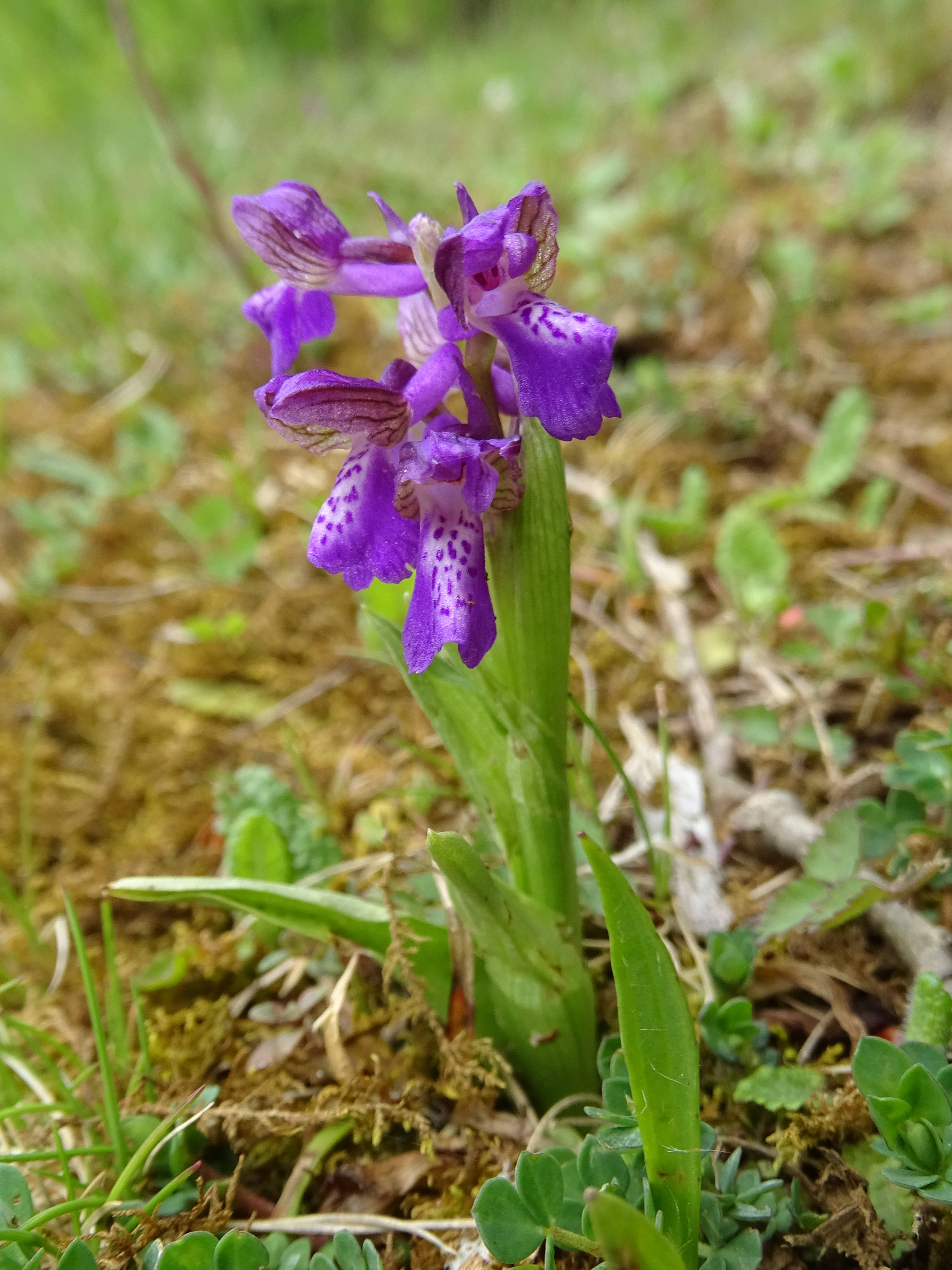 anacamptis morio_bockkogel.JPG