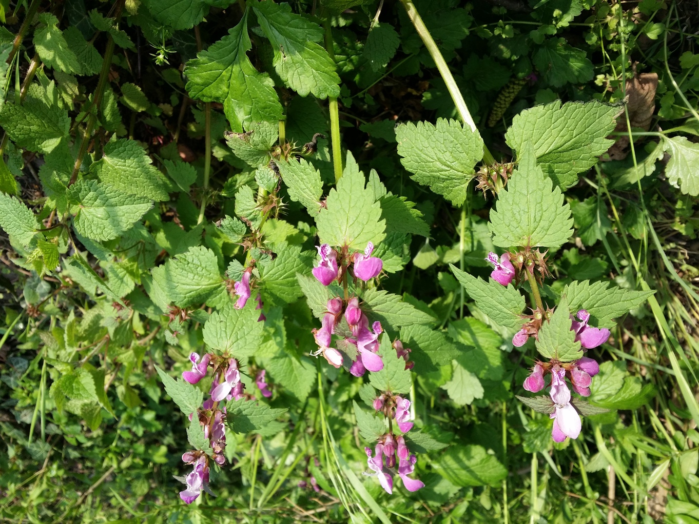20210503_181050.jpg