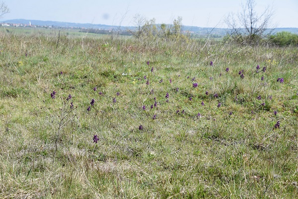 Siegendorf - 01052021 - (20) - Anacamptis morio - Klein-Hundswurz.JPG