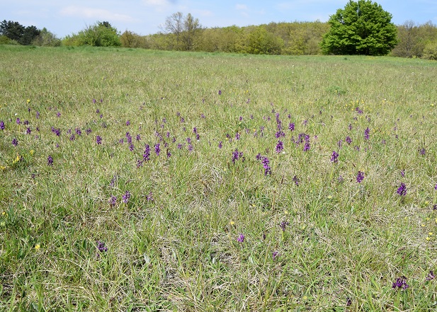 Hof  - 01052021 - (17) - Anacamptis morio - Klein-Hundswurz.JPG