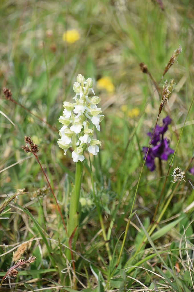 Hof  - 01052021 - (22) - Anacamptis morio - Klein-Hundswurz.JPG