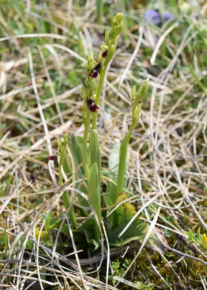 Bgld - 01052021 - (3) - Ophrys insectifera - Fliegen-Ragwurz.JPG
