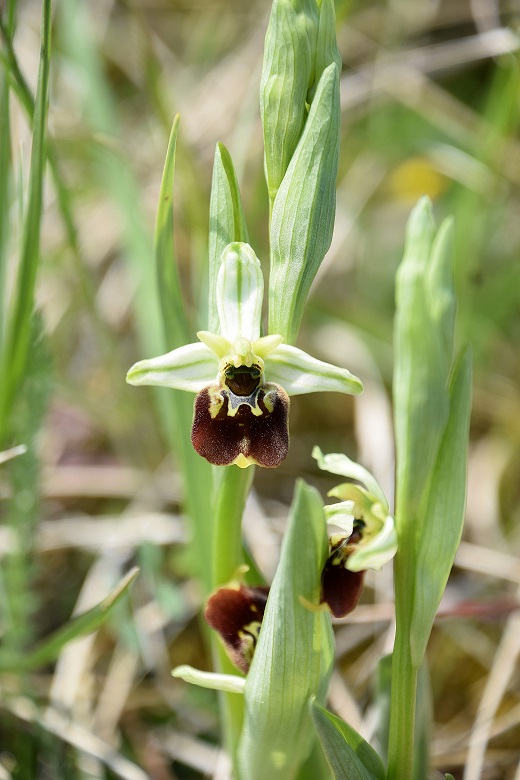 Bgld - 01052021 - (8) - Ophrys holoserica - Hummel-Ragwurz.JPG