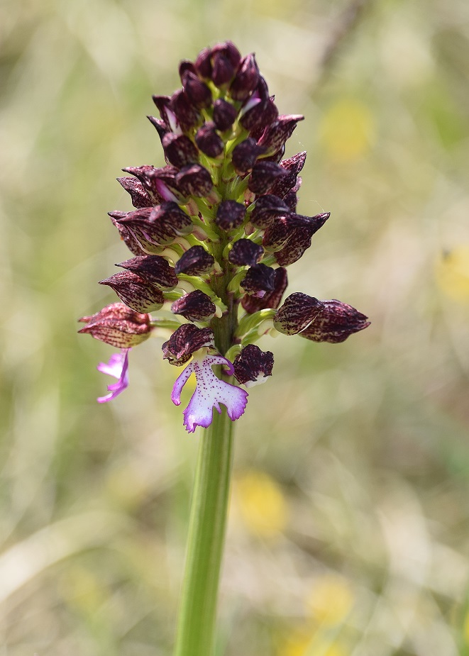Bgld - 01052021 - (16) - Orchis purpurea - Purpur-Knabenkraut.JPG