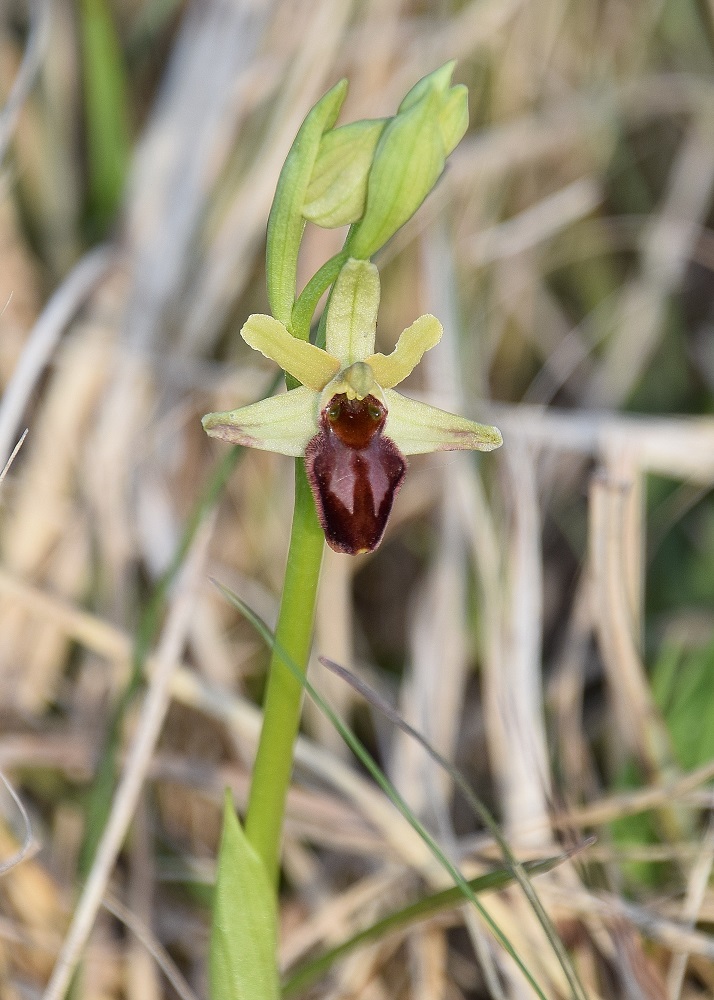 Götzendorf - 01052021 - (8) - Ophrys sphegodes - Spinnen-Ragwurz.JPG