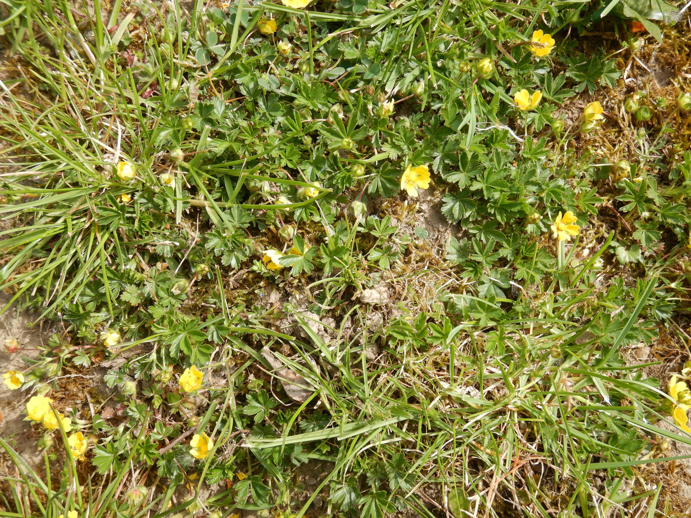 DSCN3176 friedhof hainburg, 2021-05-05, potentilla verna agg.JPG