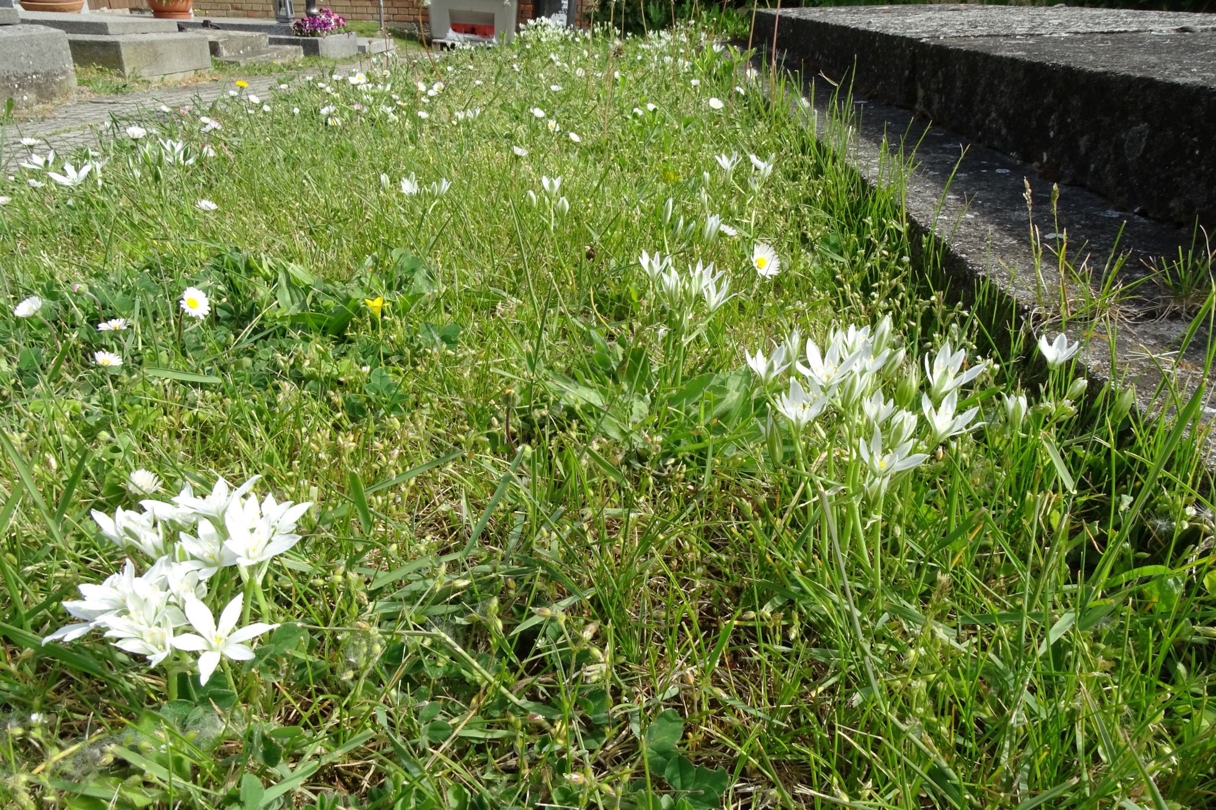 DSC06430 friedhof hainburg, 2021-05-05, ornithogalum kochii.JPG