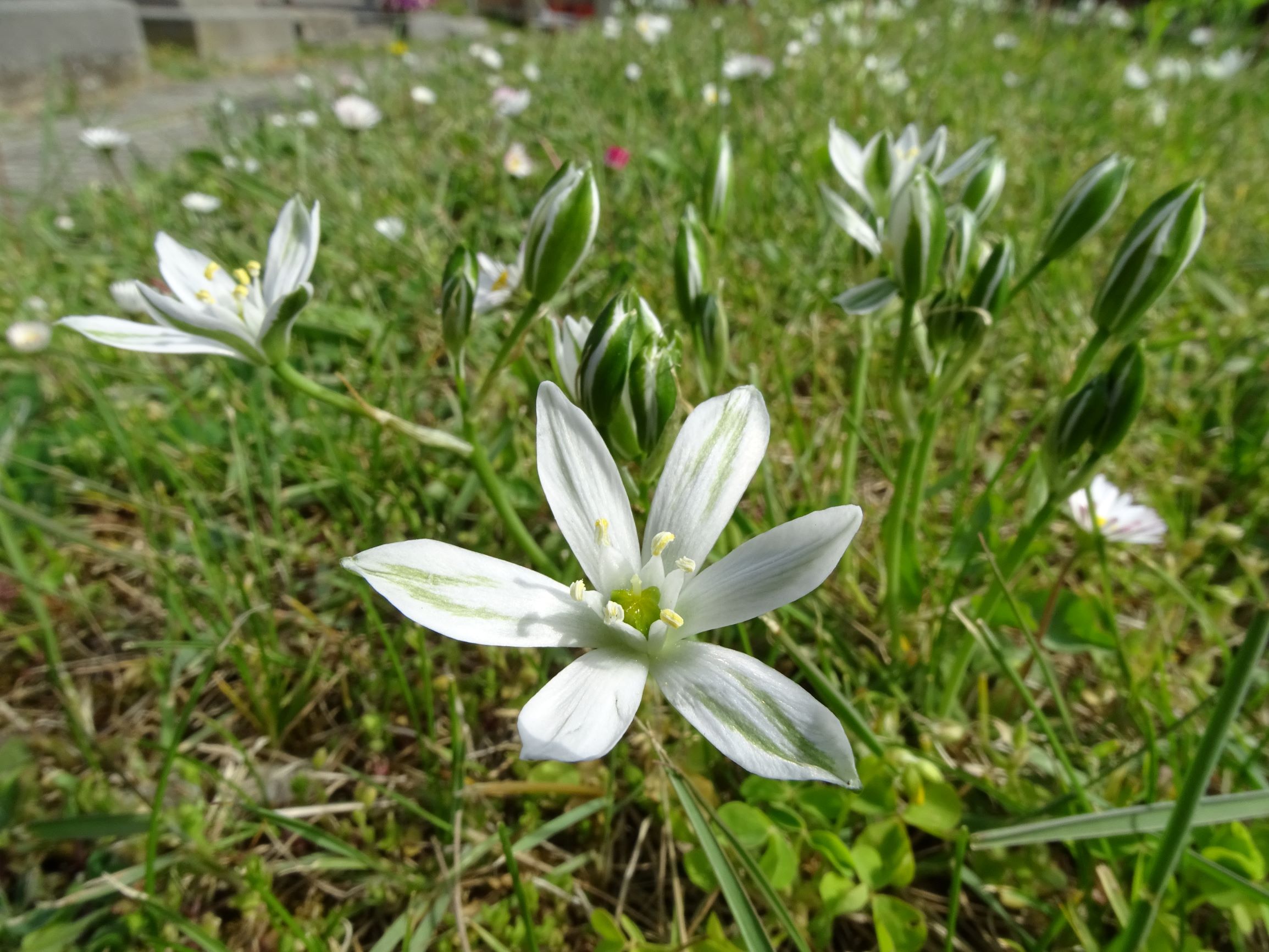 DSC06439 friedhof hainburg, 2021-05-05, ornithogalum kochii.JPG