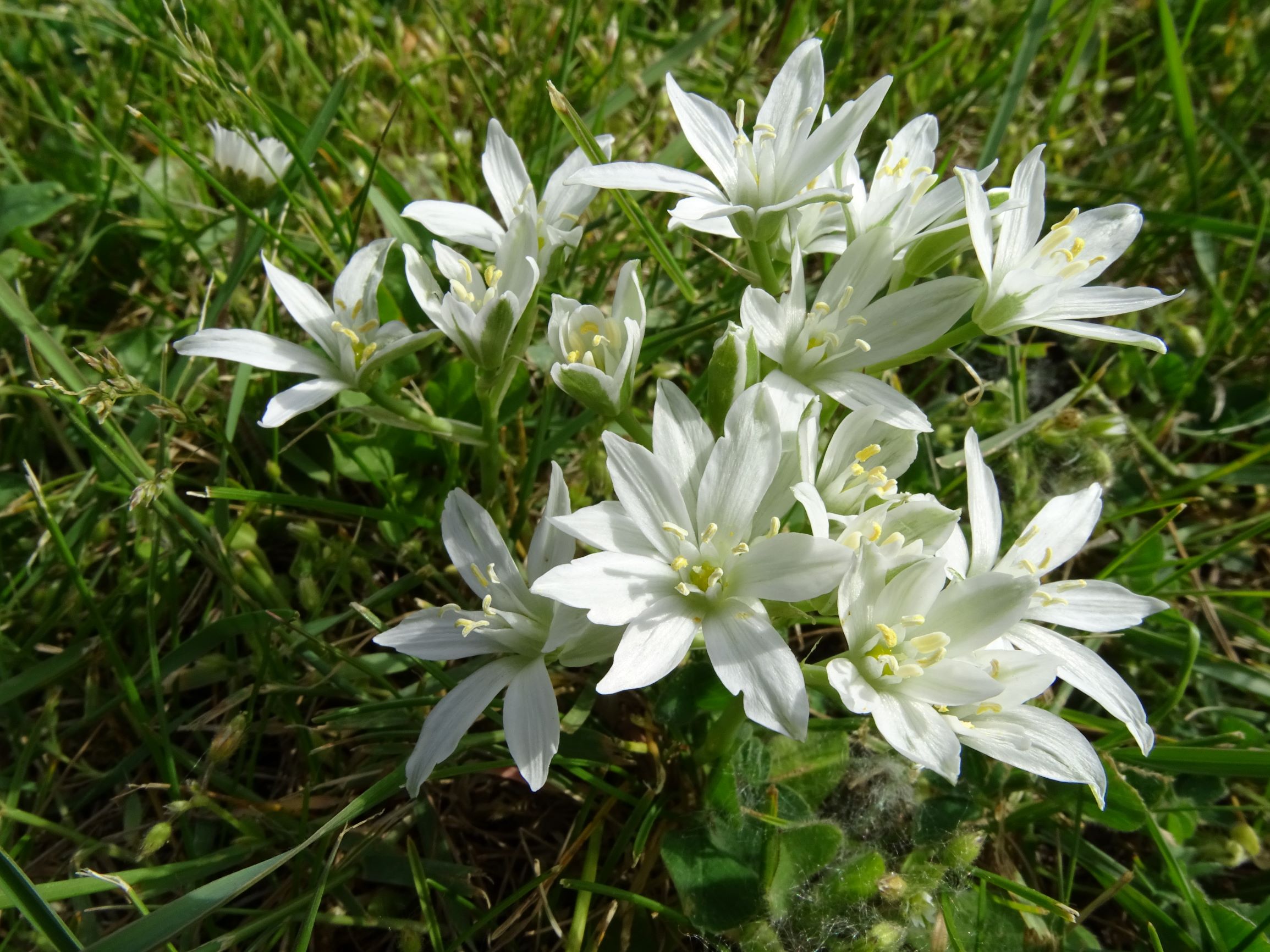 DSC06440 friedhof hainburg, 2021-05-05, ornithogalum kochii.JPG