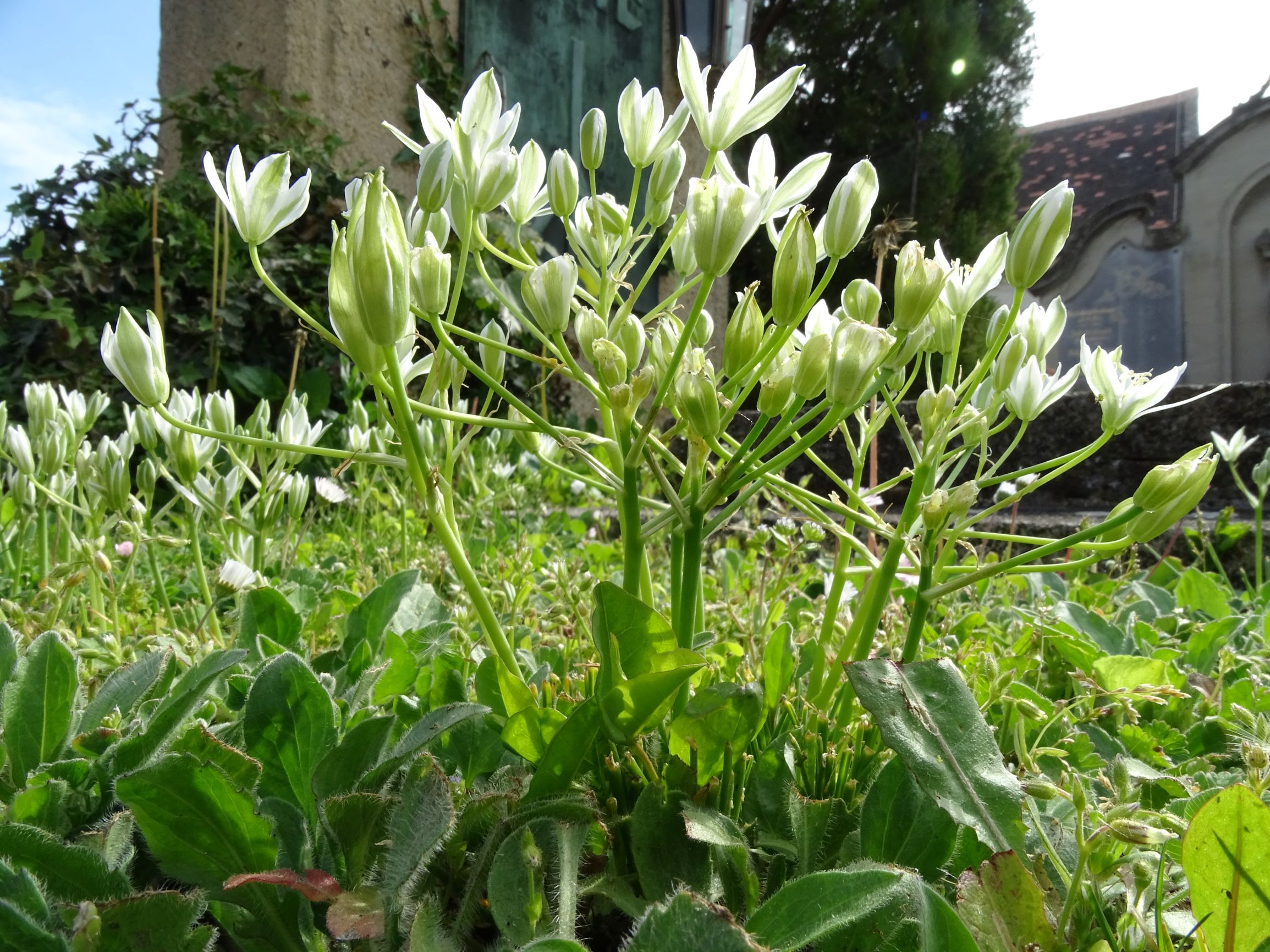 DSC06442 friedhof hainburg, 2021-05-05, ornithogalum kochii.JPG