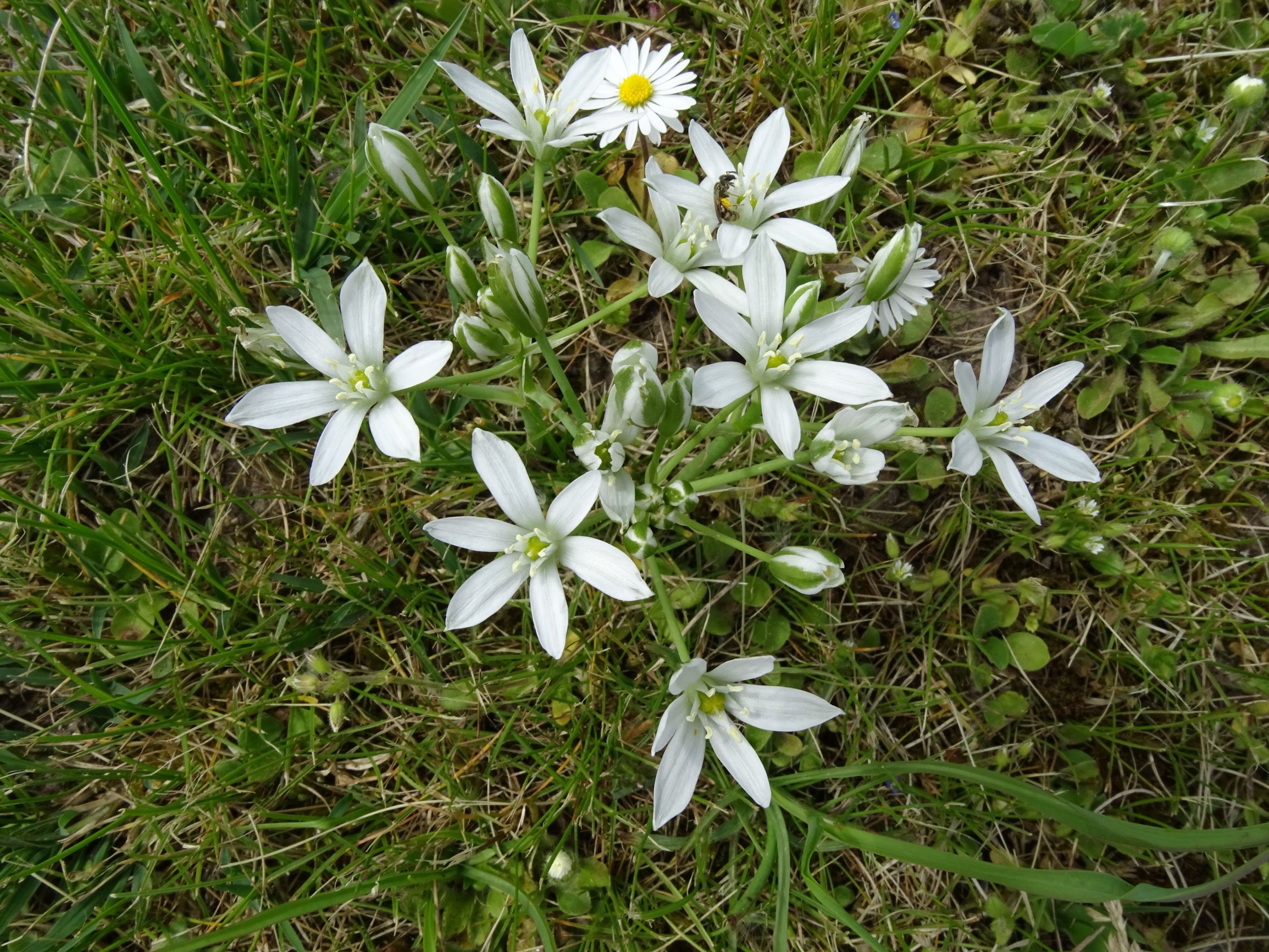 DSC06643 friedhof hainburg, 2021-05-05, ornithogalum kochii.JPG