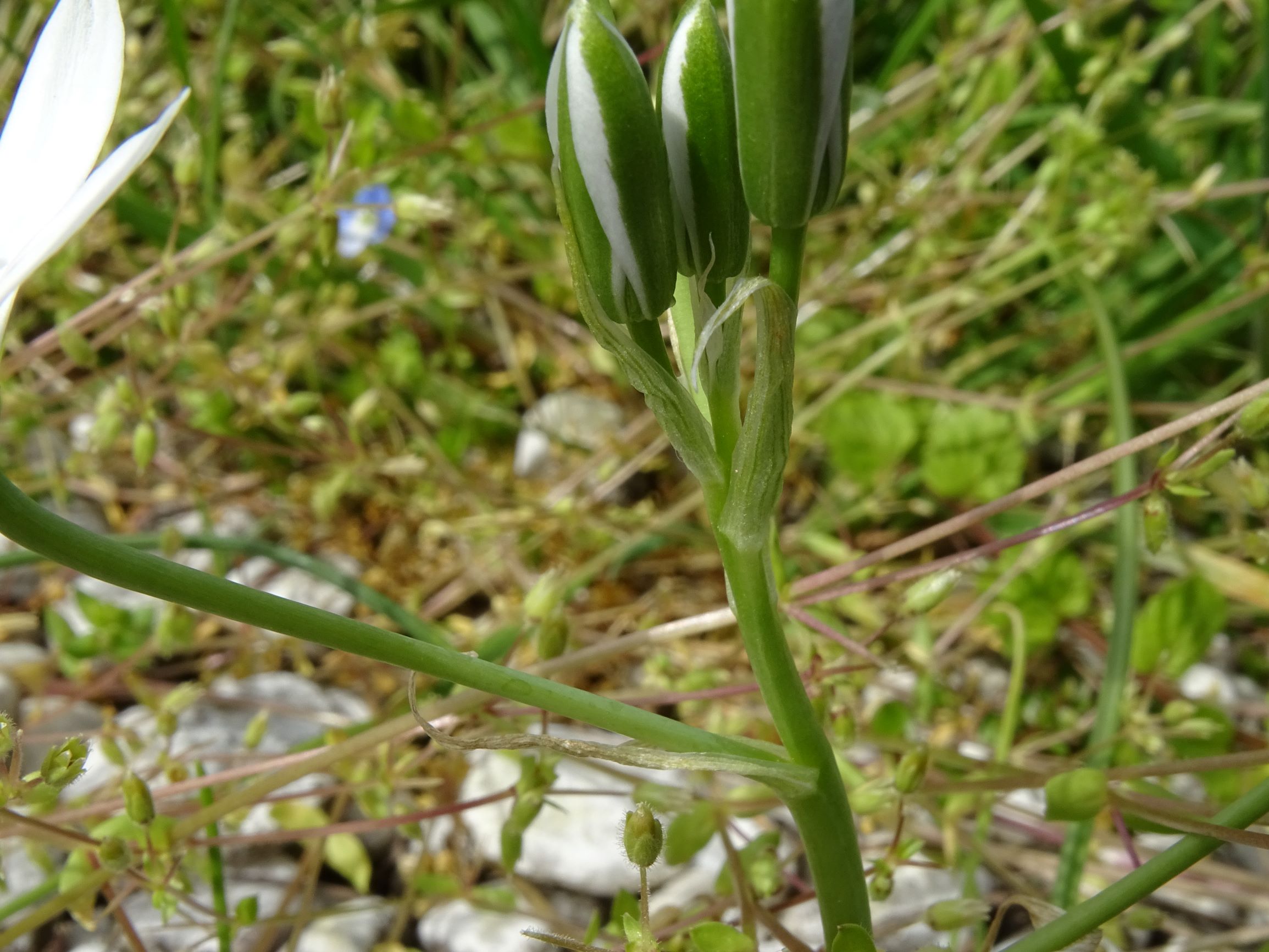 DSC06628 friedhof hainburg, 2021-05-05, ornithogalum kochii.JPG