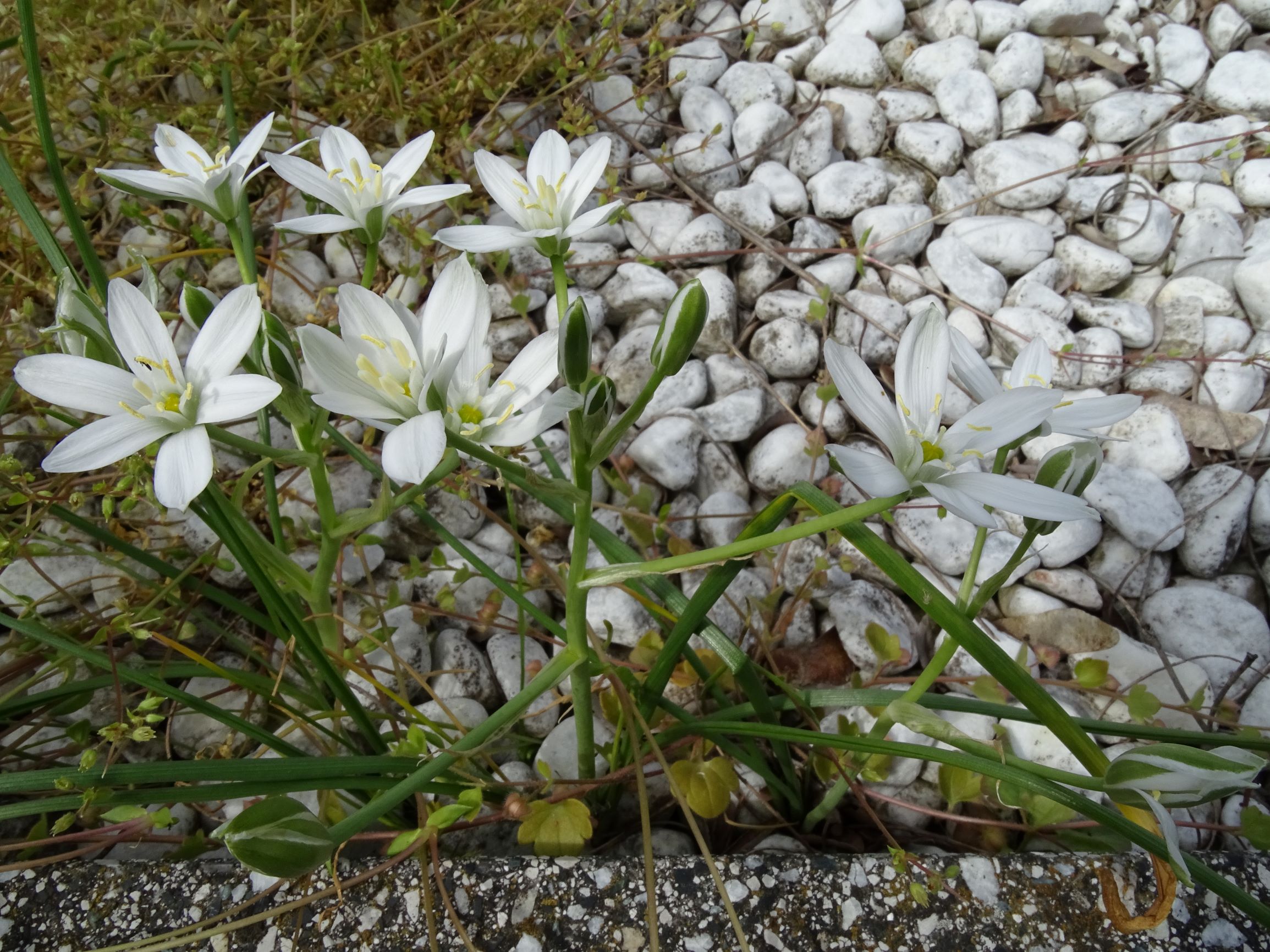 DSC06623 friedhof hainburg, 2021-05-05, ornithogalum kochii.JPG