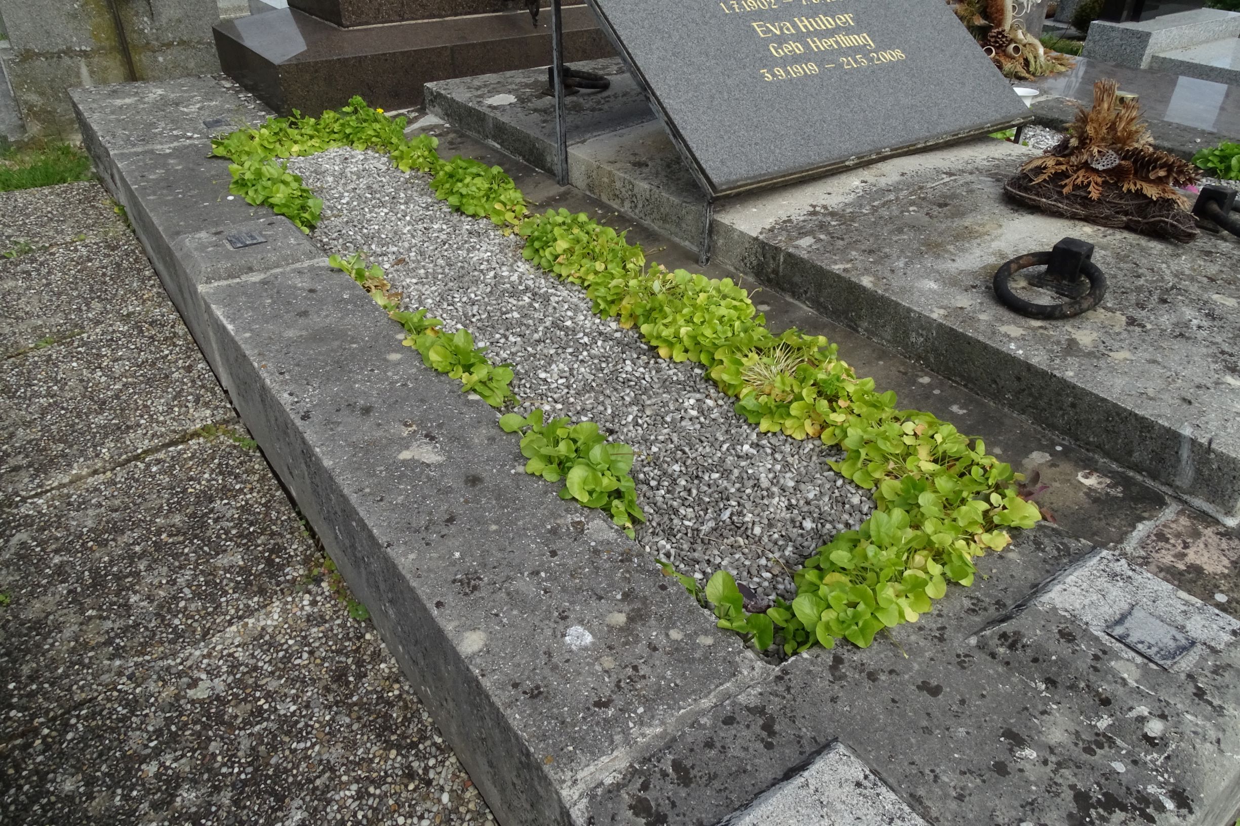 DSC06511 friedhof hainburg, 2021-05-05, ficaria (cf.) verna.JPG