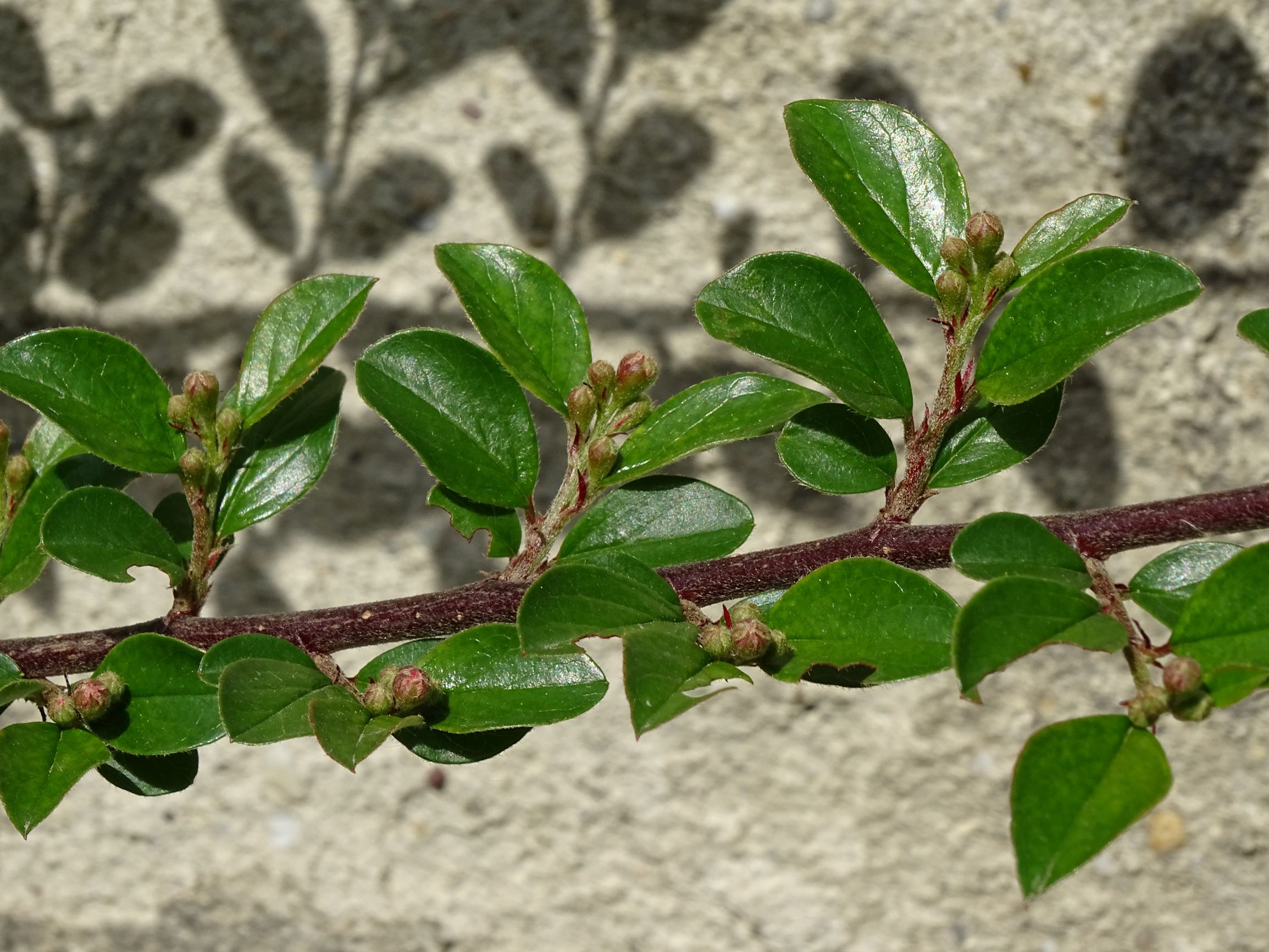 DSC06413 friedhof hainburg, 2021-05-05, cotoneaster divaricatus.JPG