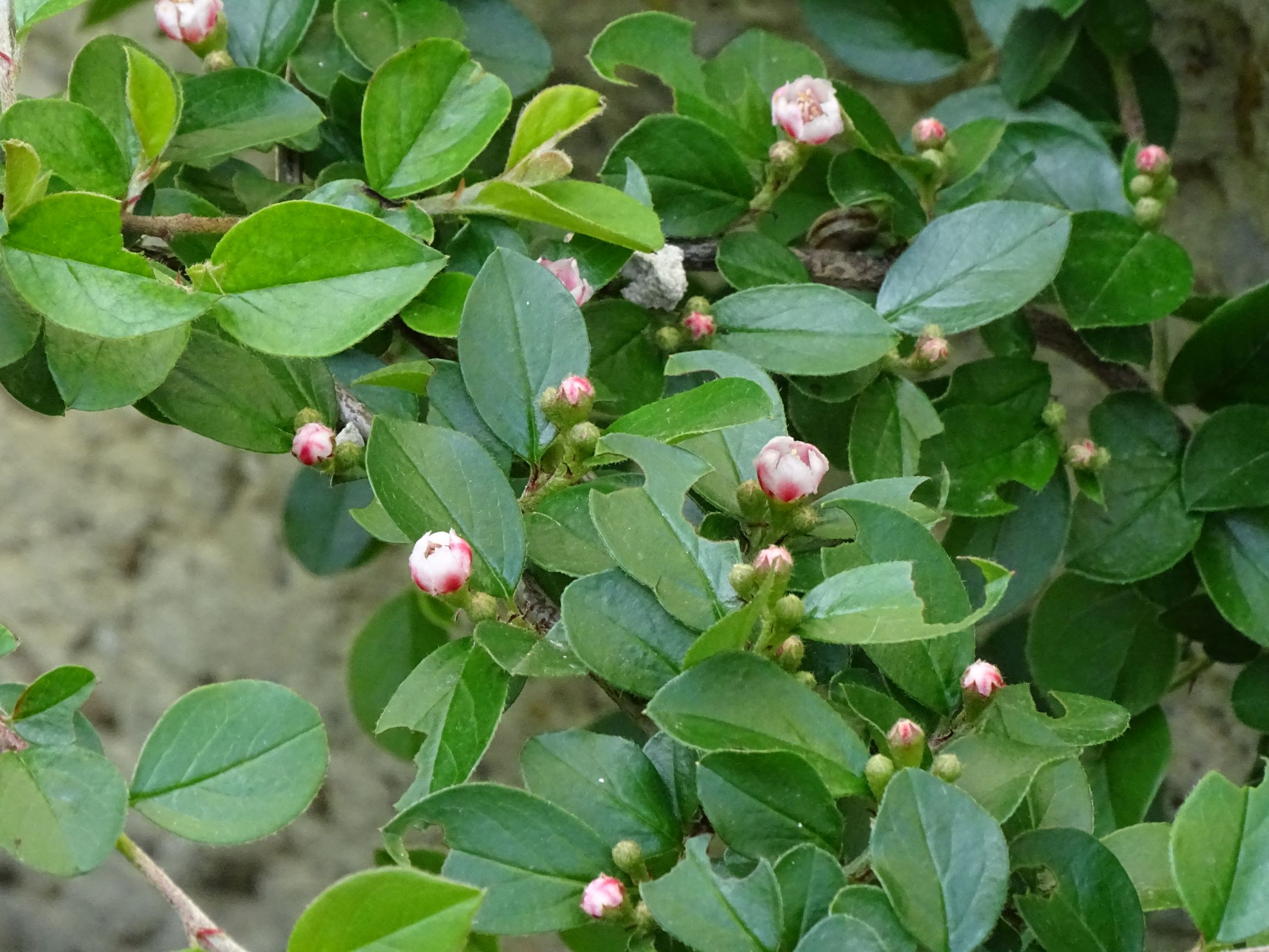 DSC06411 friedhof hainburg, 2021-05-05, cotoneaster divaricatus.JPG