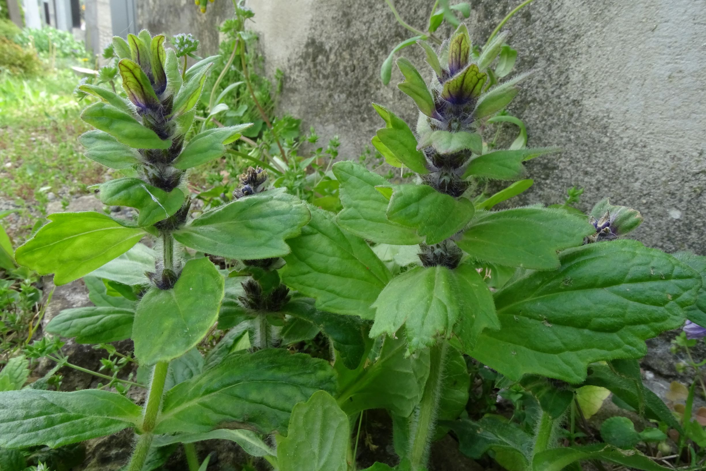 DSC06532 friedhof hainburg, 2021-05-05, ajuga genevensis.JPG