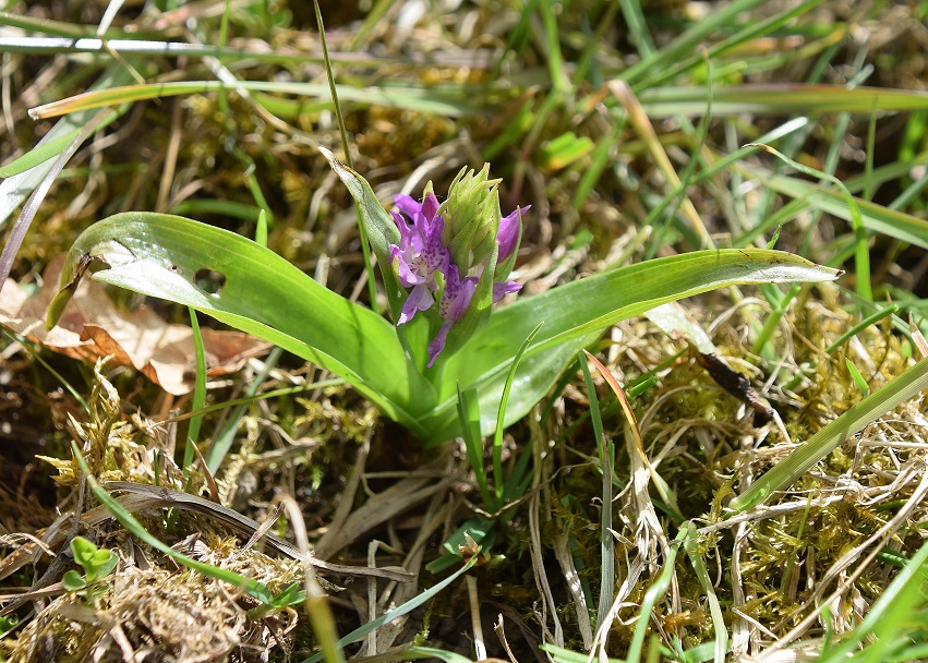 Gmd. Wienerwald - 07052021 - Dactylorhiza majalis - Breitblatt-Fingerwurz.JPG