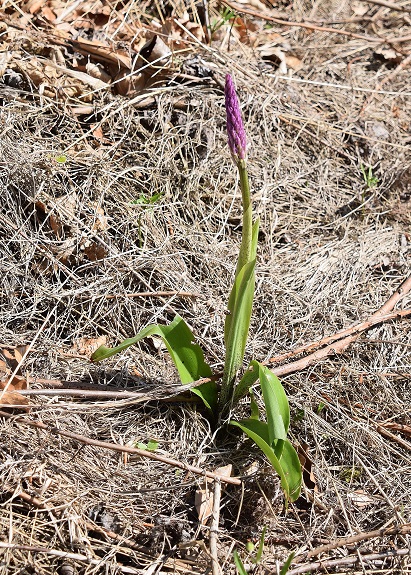 Breitenfurt - 07052021 - (7) - Orchis mascula ssp. speciosa - Prächtiges Manns-Knabenkraut.JPG