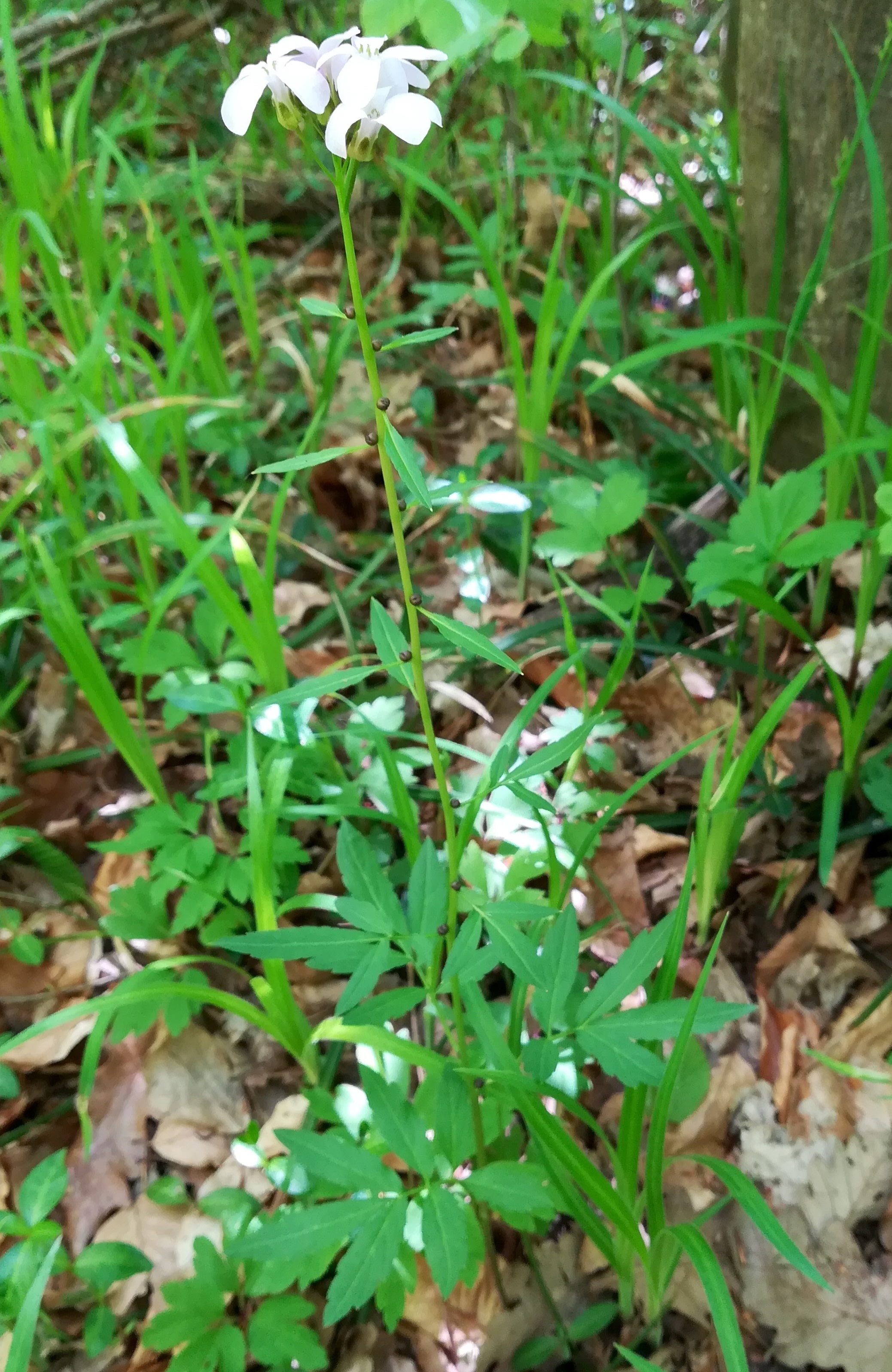 cardamine bulbifera untertullnerbach_20210509_115831.jpg