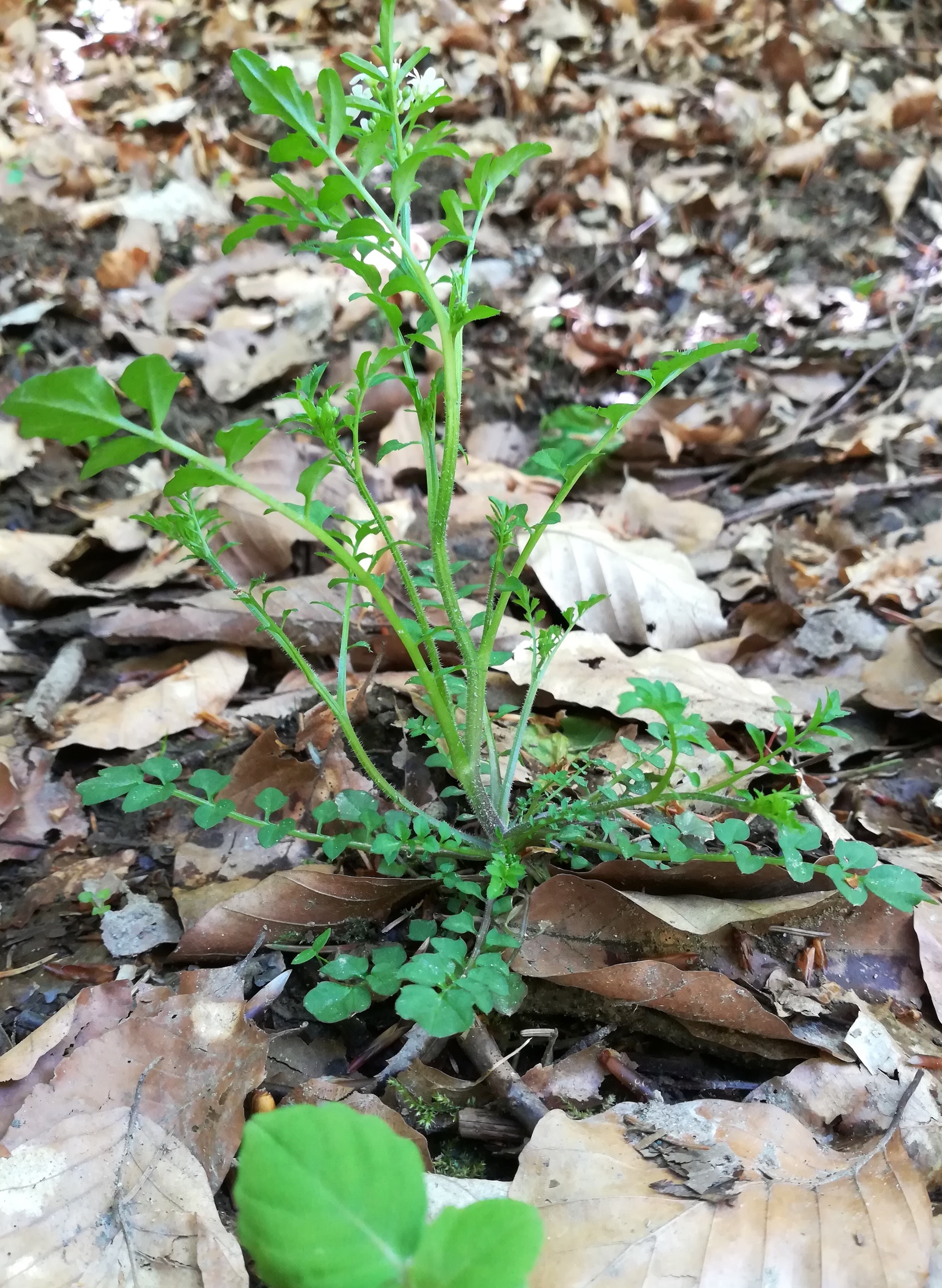 cardamine flexuosa untertullnerbach_20210509_133231.jpg