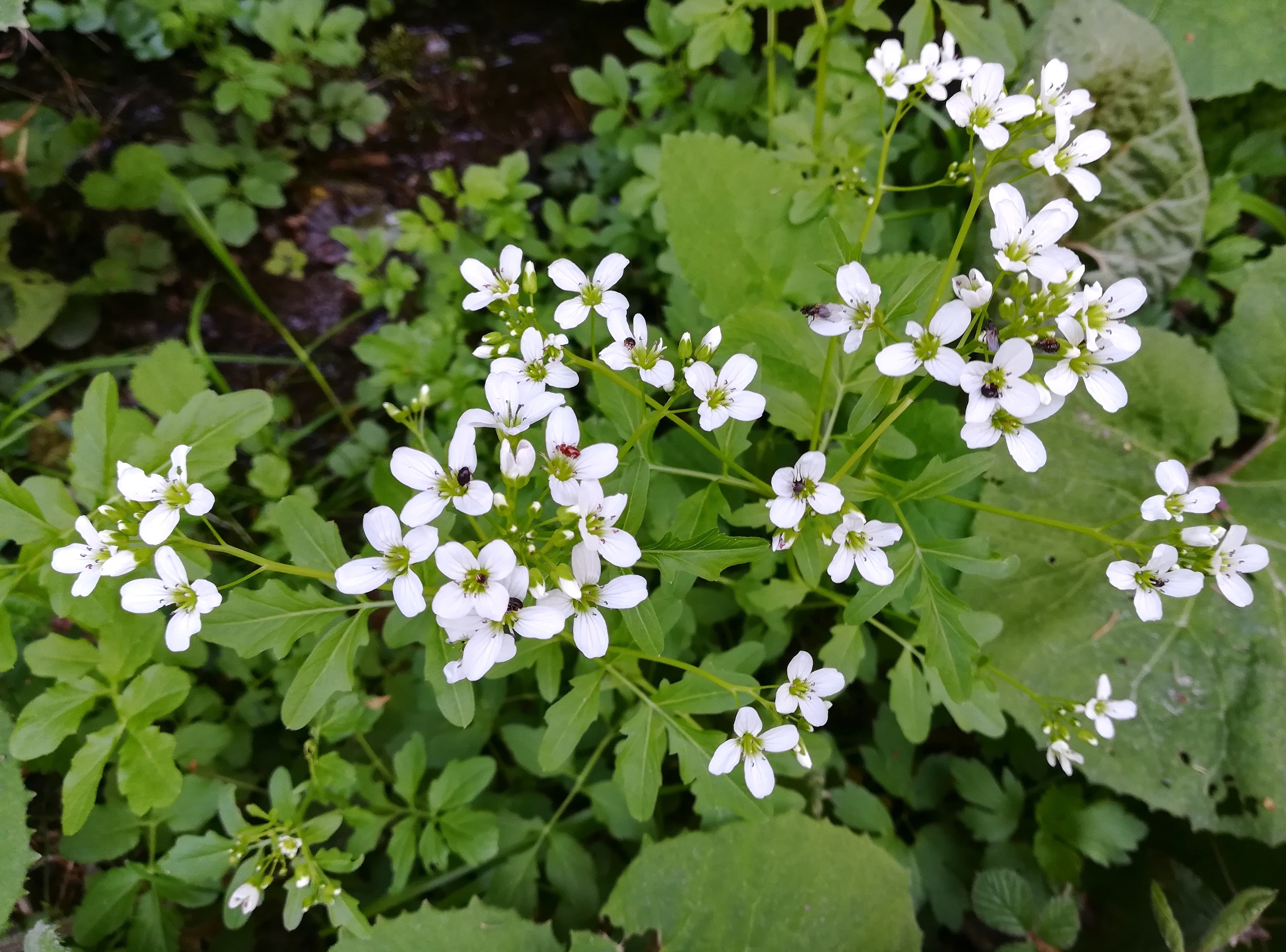 cardamine amara untertullnerbach_20210509_143204.jpg