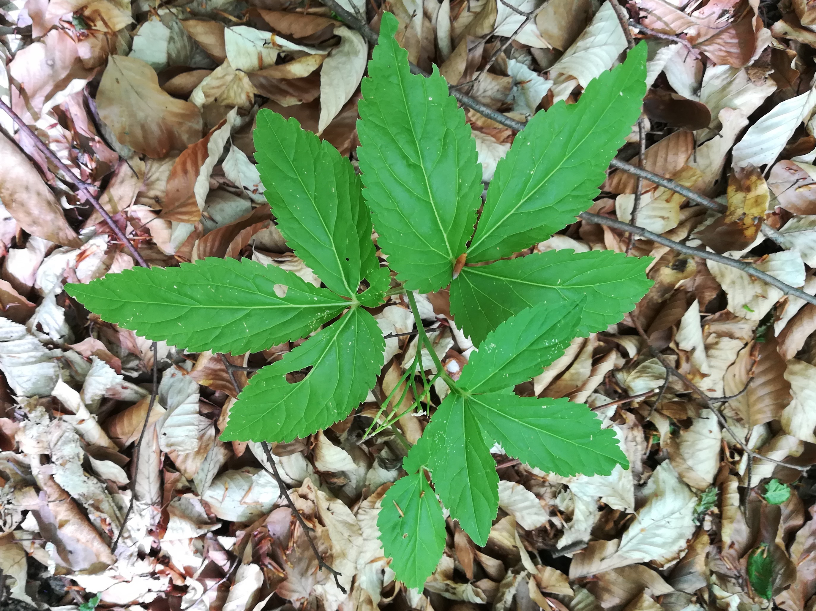 cardamine enneaphyllos untertullnerbach_20210509_122556.jpg