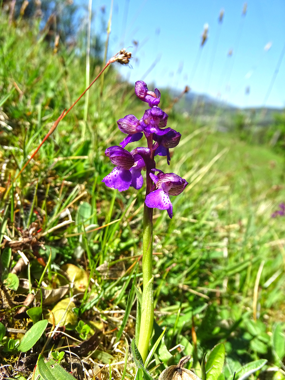 anacamptis morio_voitsberg.jpg