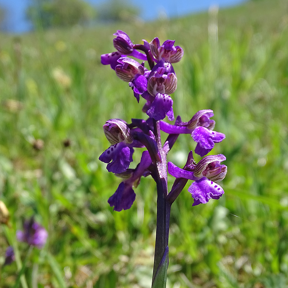 anacamptis morio_kehrerkogel1.jpg