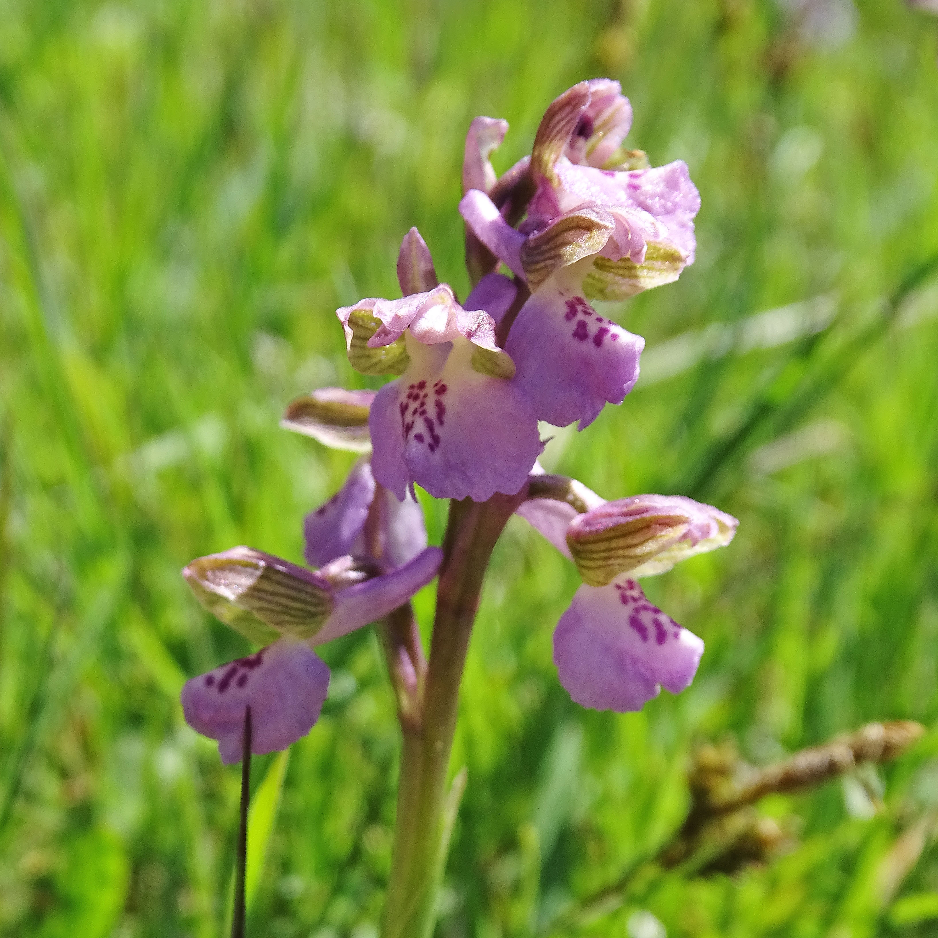 anacamptis morio_kehrerkogel2.jpg