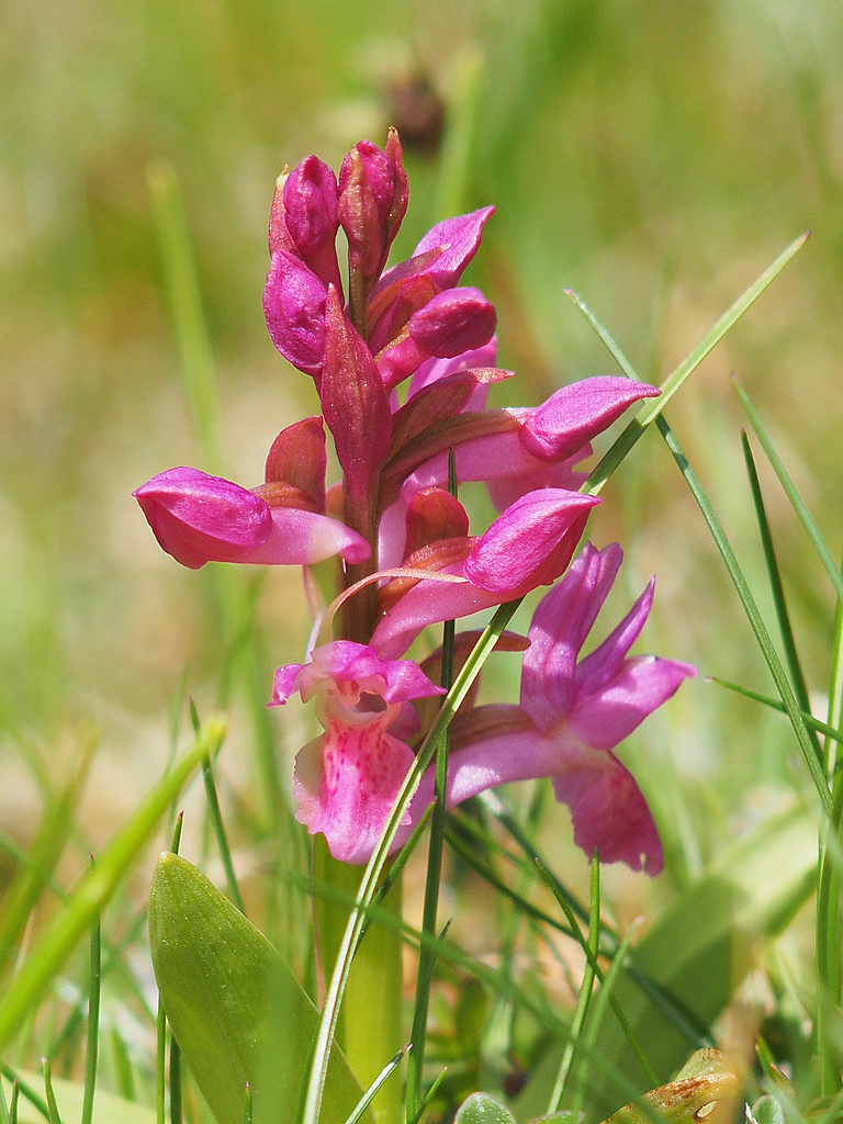 dactylorhiza sambucina_sattelberg.jpg