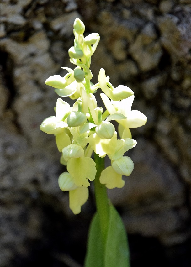 Lilienfeld - 08052021 - (21) -  Orchis pallens - Bleich-Knabenkraut.JPG