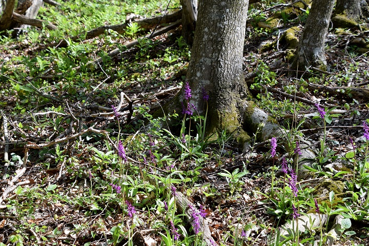 Lilienfeld - 08052021 - (39) -  Orchis mascula ssp. speciosa - Prächtiges Manns-Knabenkraut.JPG